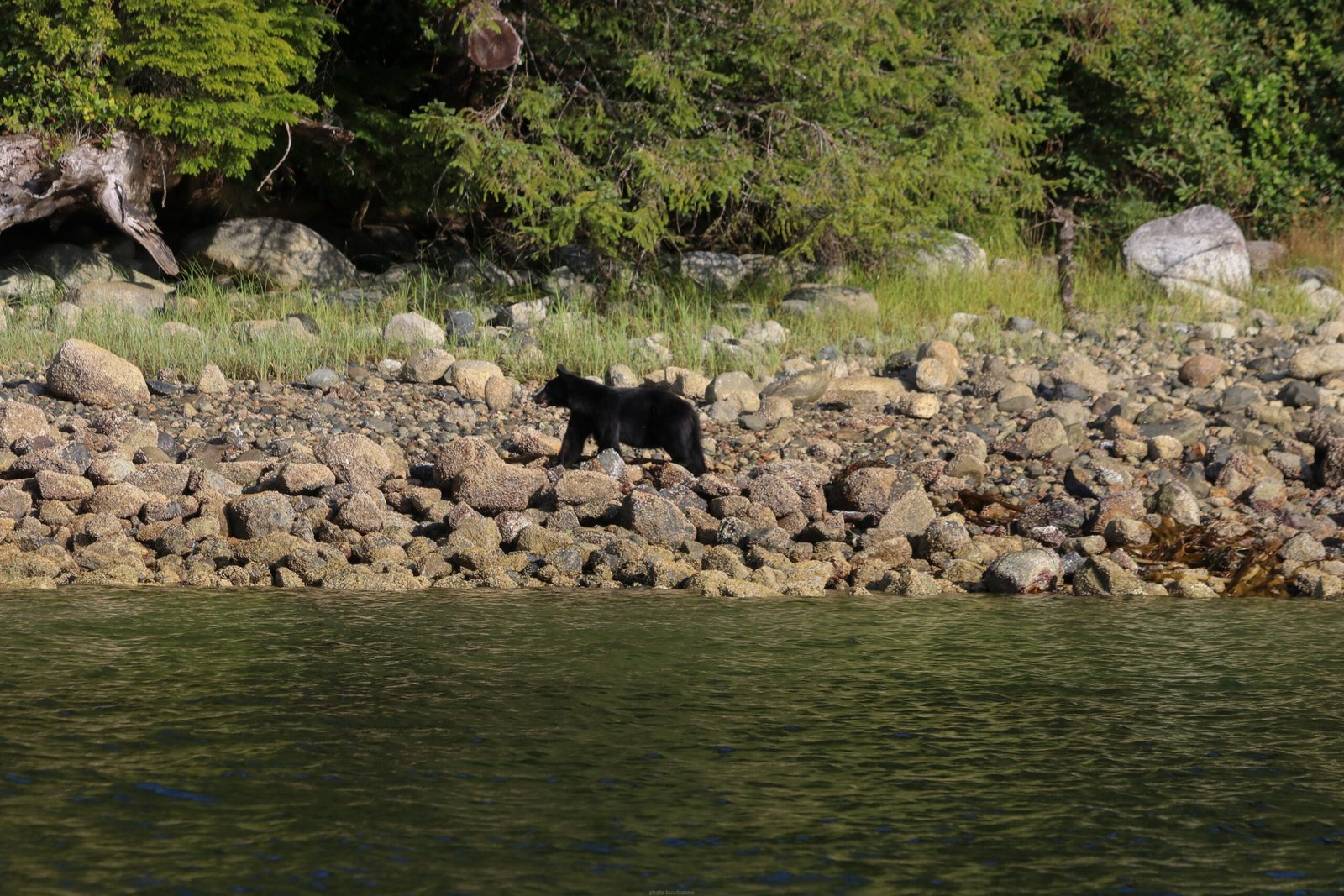 Reflections on Sharing Space with the Wild (image credits: wikimedia)