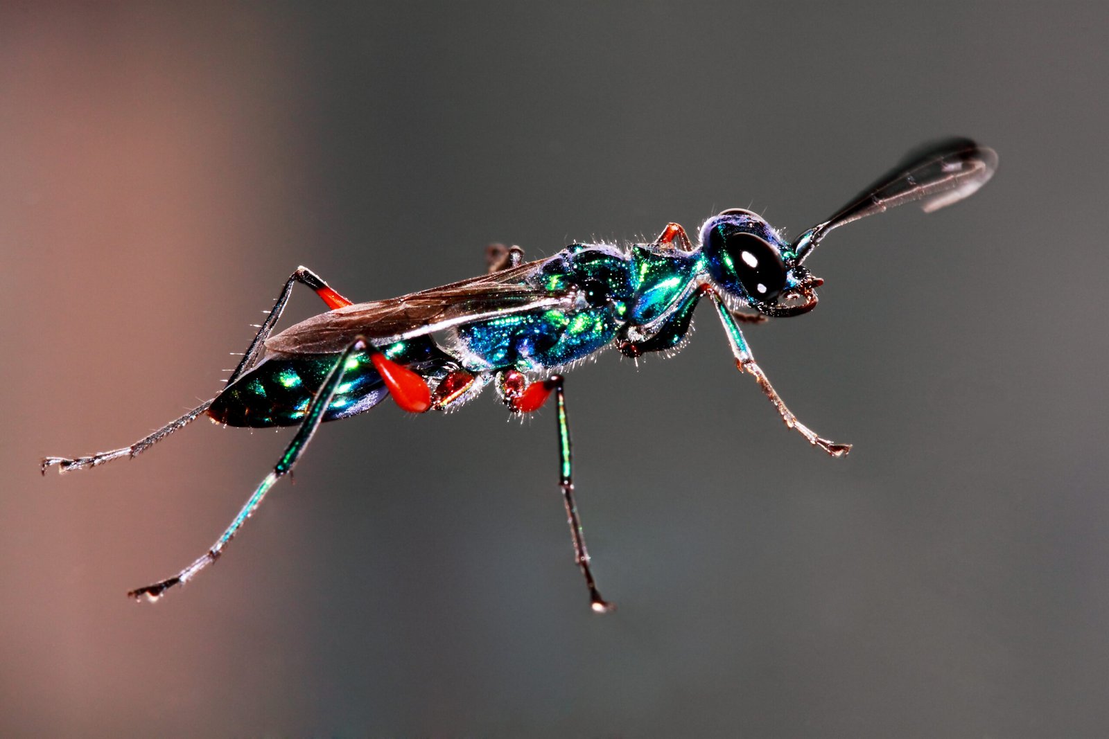 The Emerald Jewel Wasp: Nature’s Hypnotist (image credits: wikimedia)