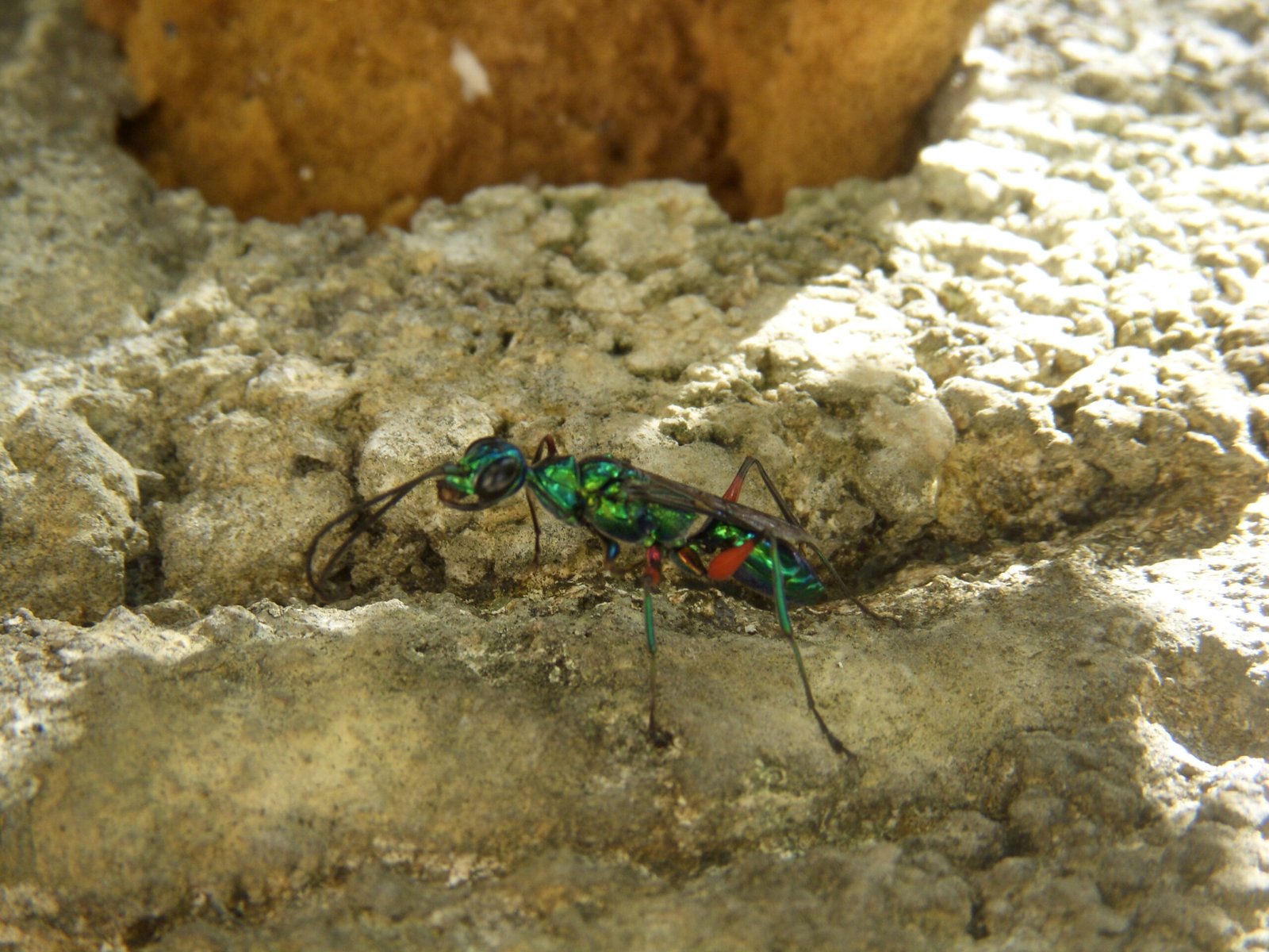 The Precision Sting: Targeting the Brain (image credits: wikimedia)