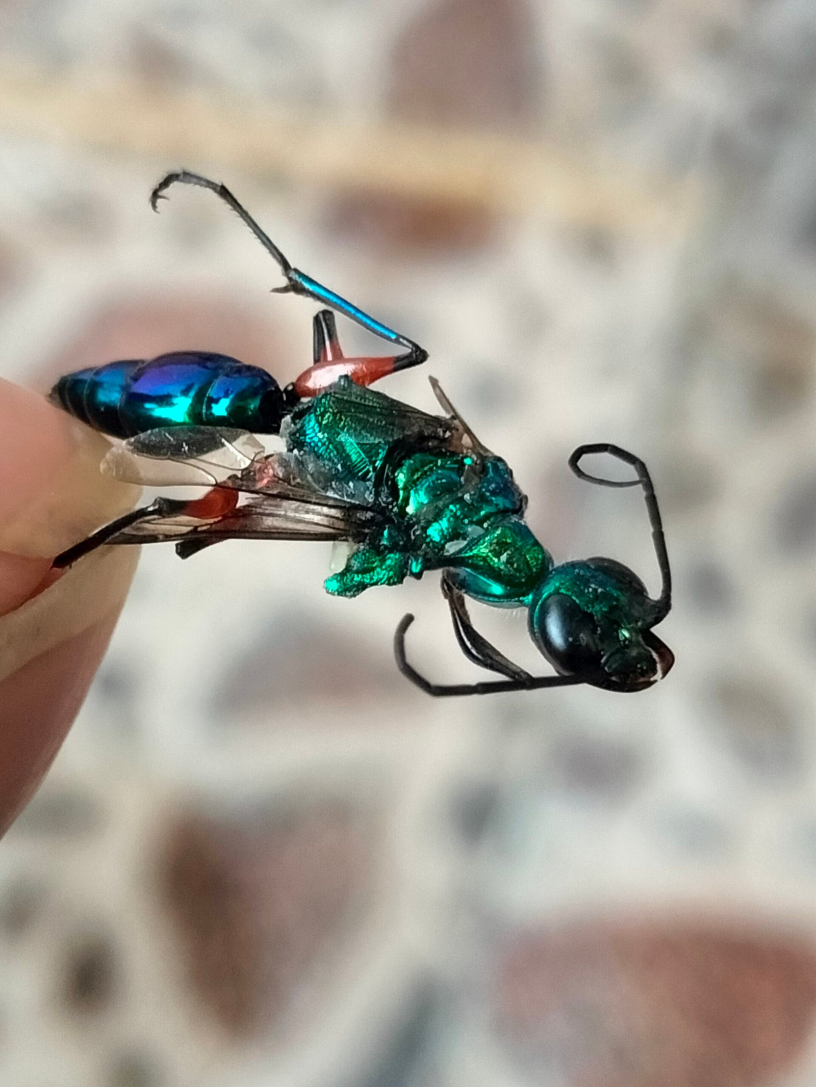 The Science of Mind Control: How the Venom Works (image credits: wikimedia)