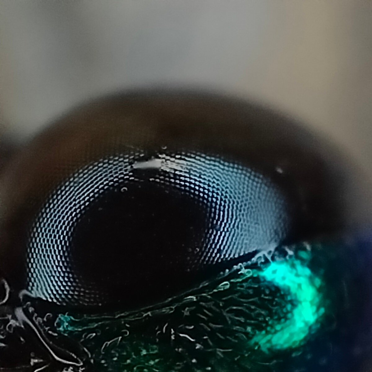 The Transformation: From Larva to Wasp (image credits: wikimedia)