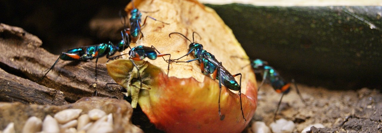 The Evolutionary Arms Race (image credits: wikimedia)