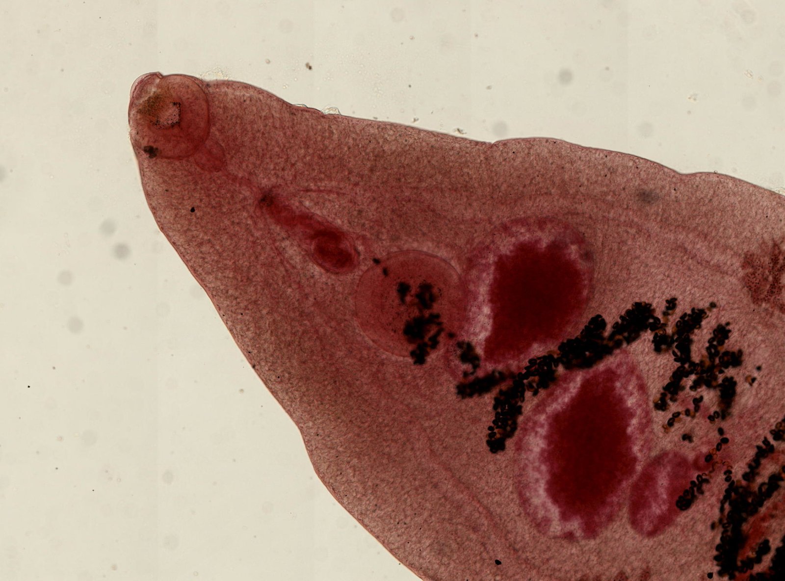 Behavioral Manipulation in the Animal Kingdom (image credits: wikimedia)