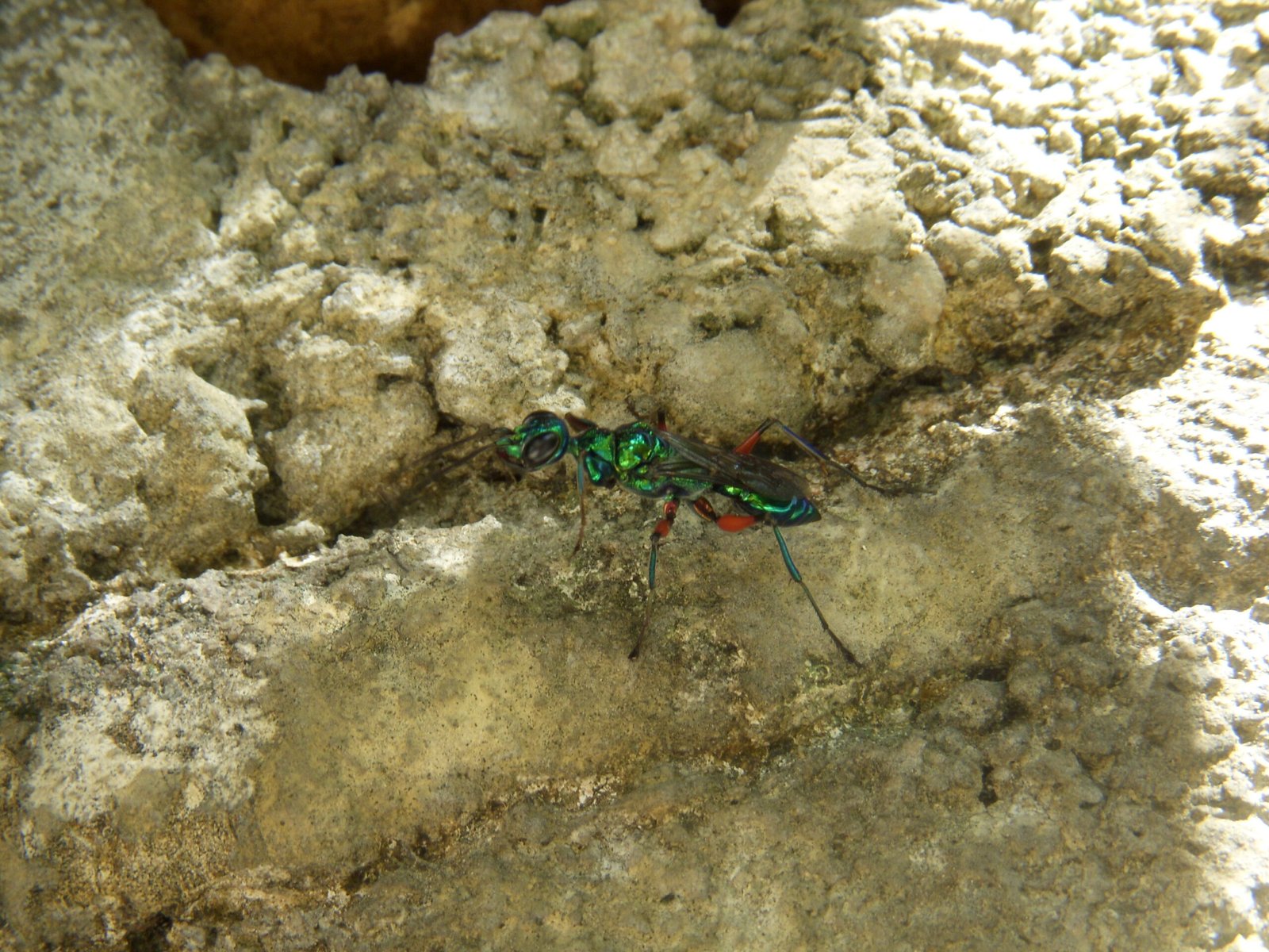 Nature’s Dark Genius: What the Wasp Teaches Us (image credits: wikimedia)