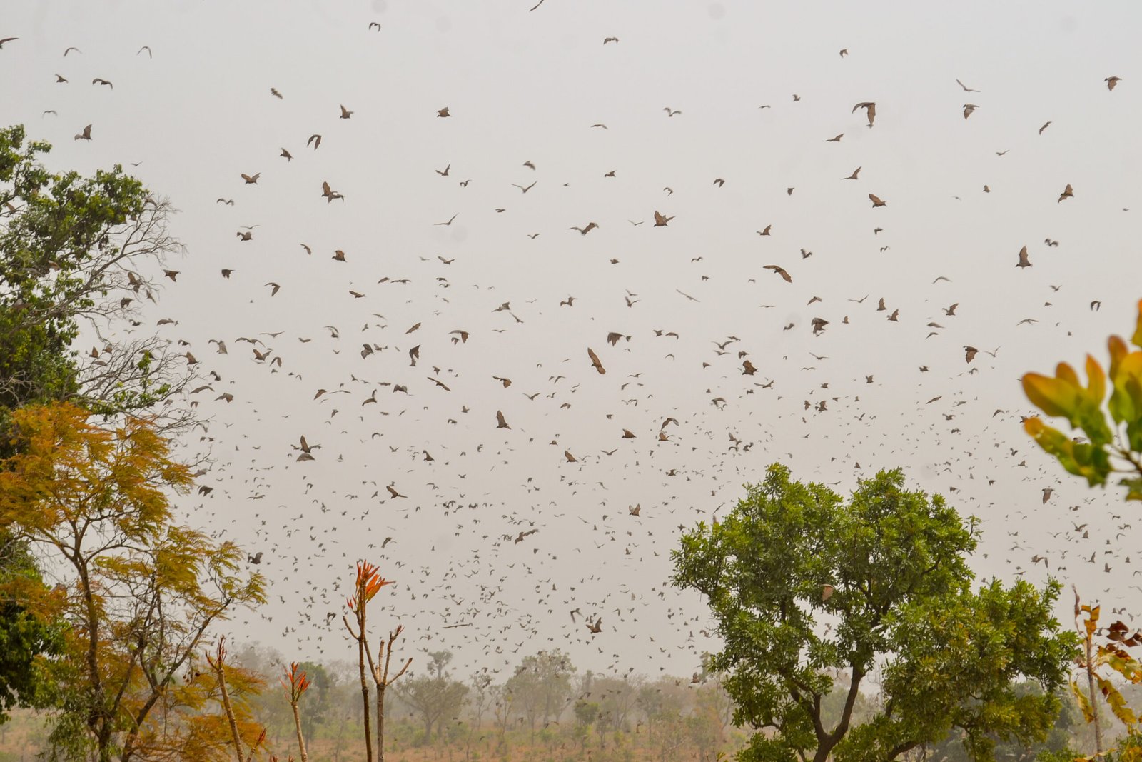 Children, Bats, and Urban Nature Education (image credits: wikimedia)