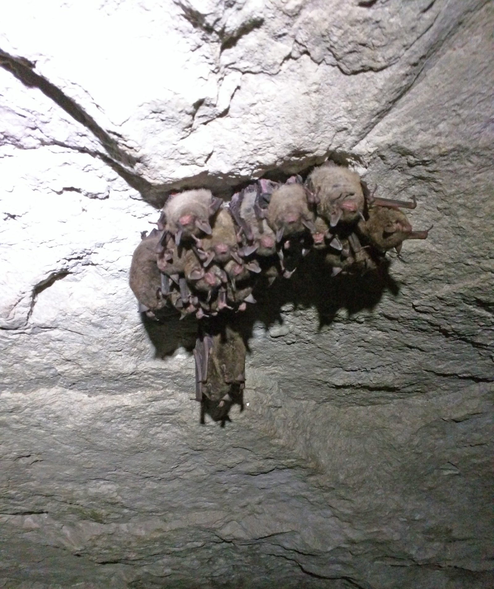Climate Change and Urban Bat Resilience (image credits: wikimedia)