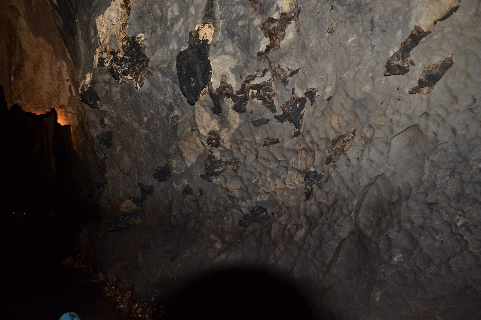 How Technology Unveils Bat Mysteries (image credits: wikimedia)