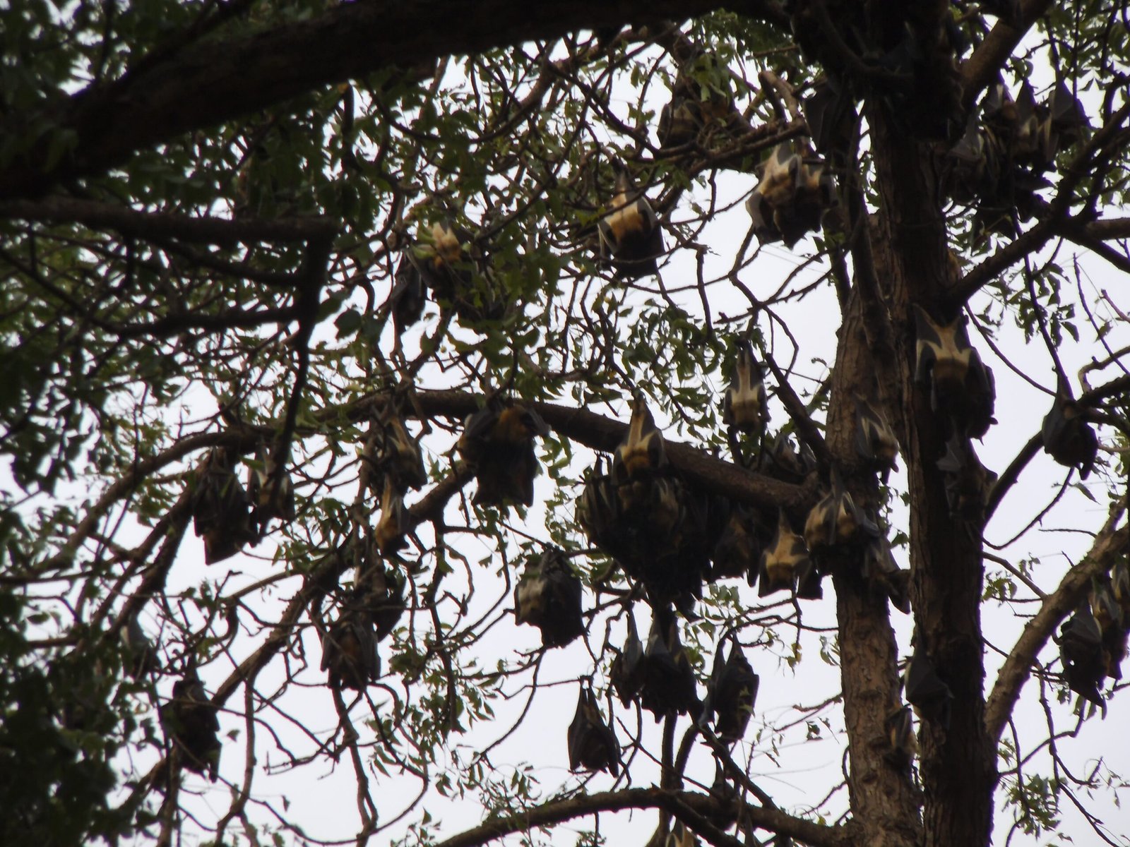 A New Perspective: Seeing Cities Through Bats’ Eyes (image credits: wikimedia)