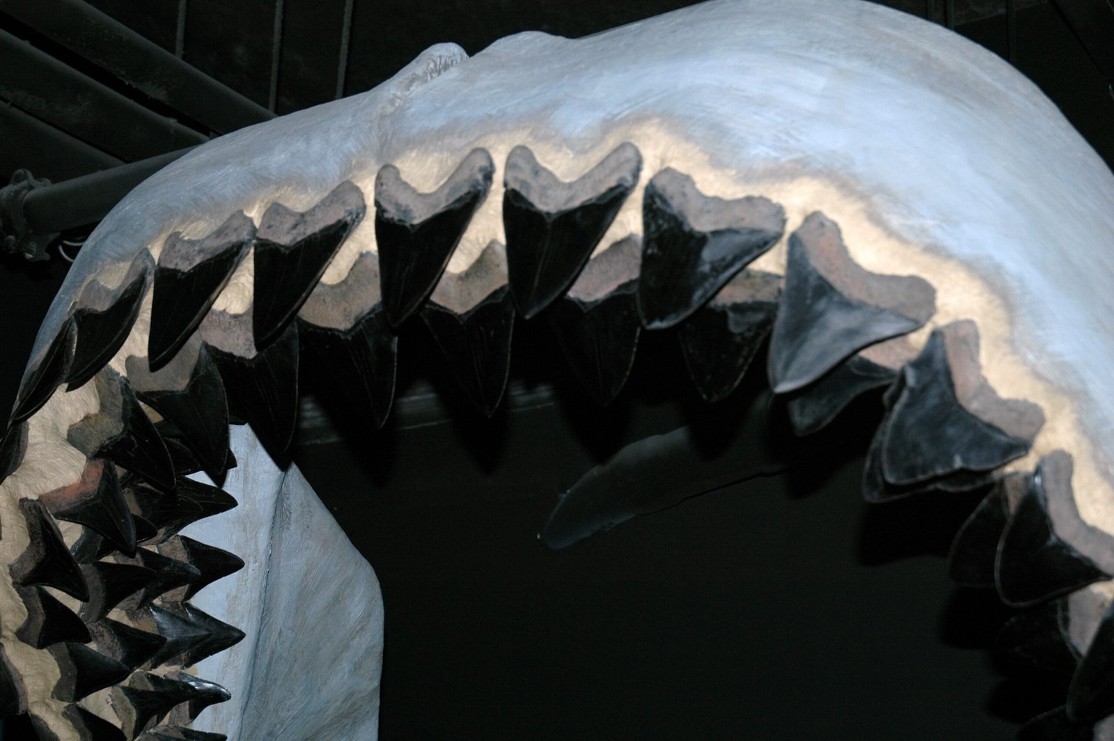 Fossil Evidence: What Do We Really Know? (image credits: wikimedia)