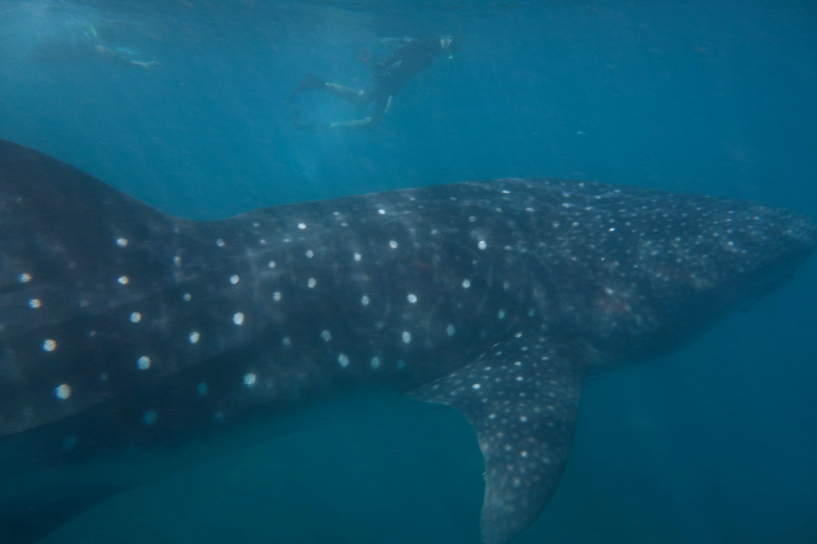 Adaptations for Survival: How Whale Sharks Thrive (image credits: wikimedia)