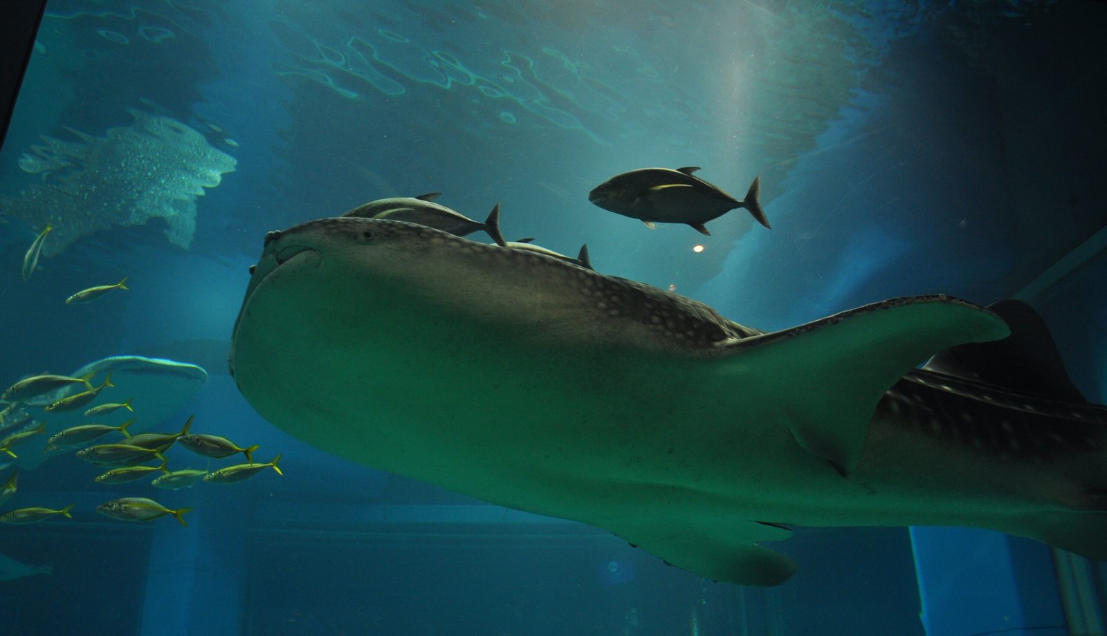 Migration Mysteries: The Whale Shark’s Secret Journeys (image credits: wikimedia)