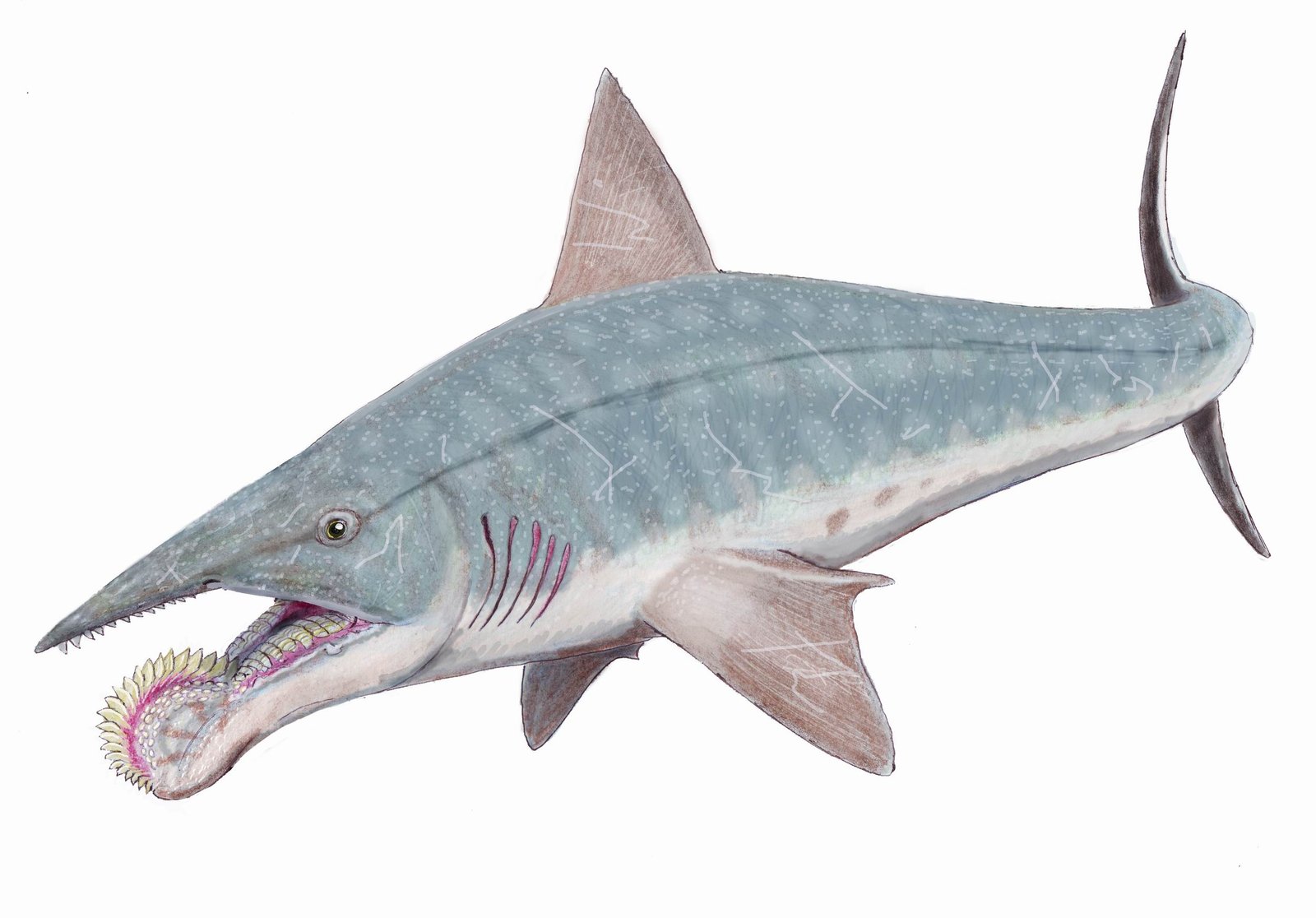 Comparing the Giants: Whale Sharks and Their Ancient Cousins (image credits: wikimedia)