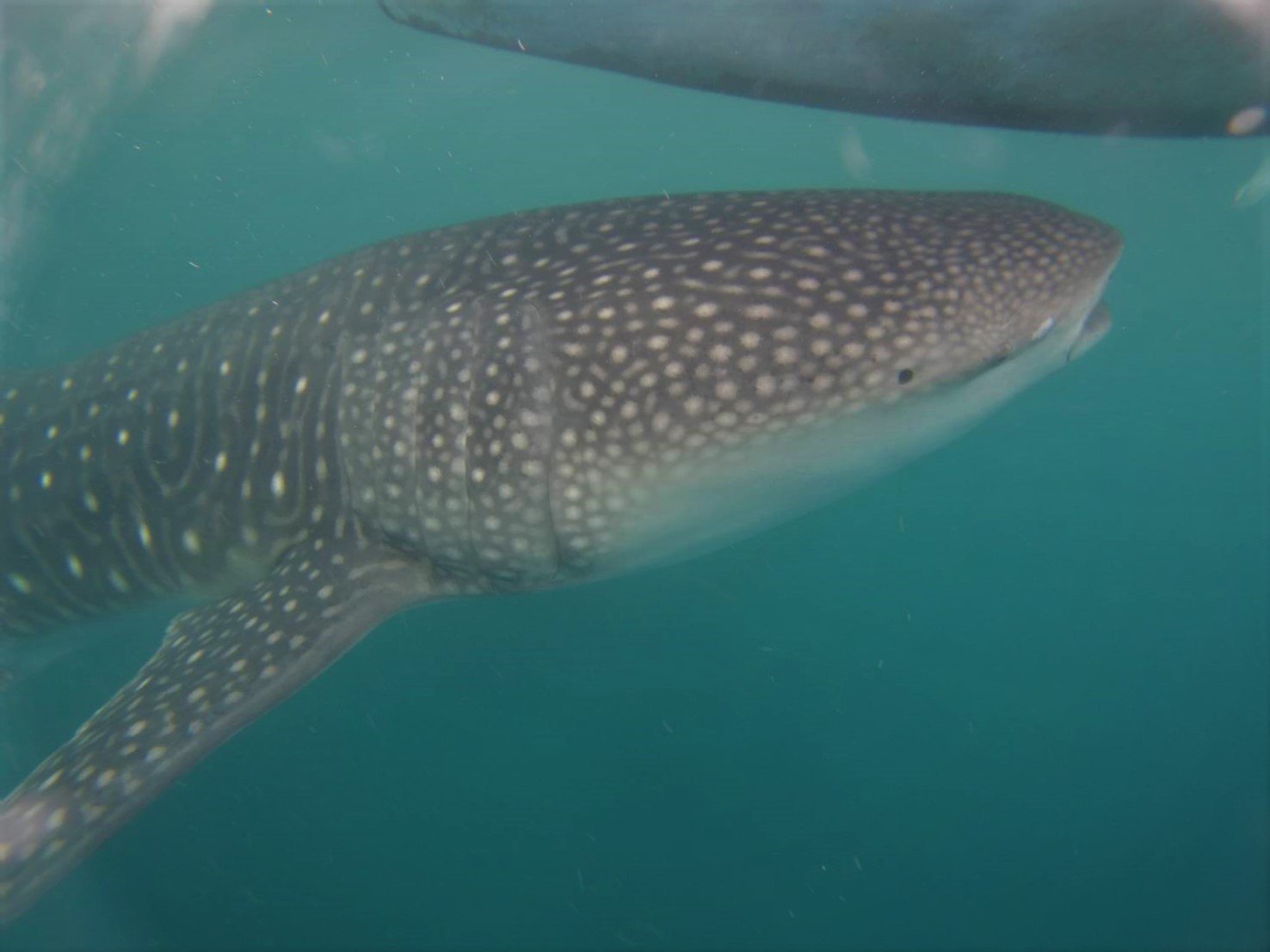 Conservation Challenges: Protecting Living Fossils (image credits: wikimedia)