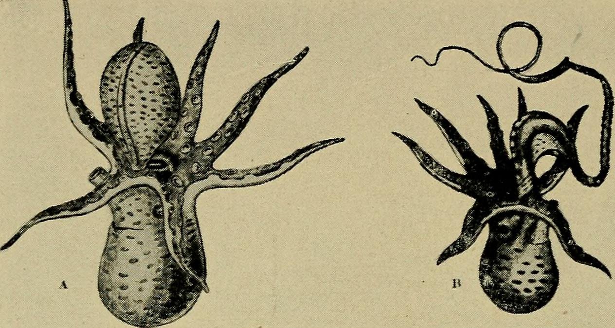 The Role of the Optic Gland: Nature’s Grim Trigger (image credits: wikimedia)