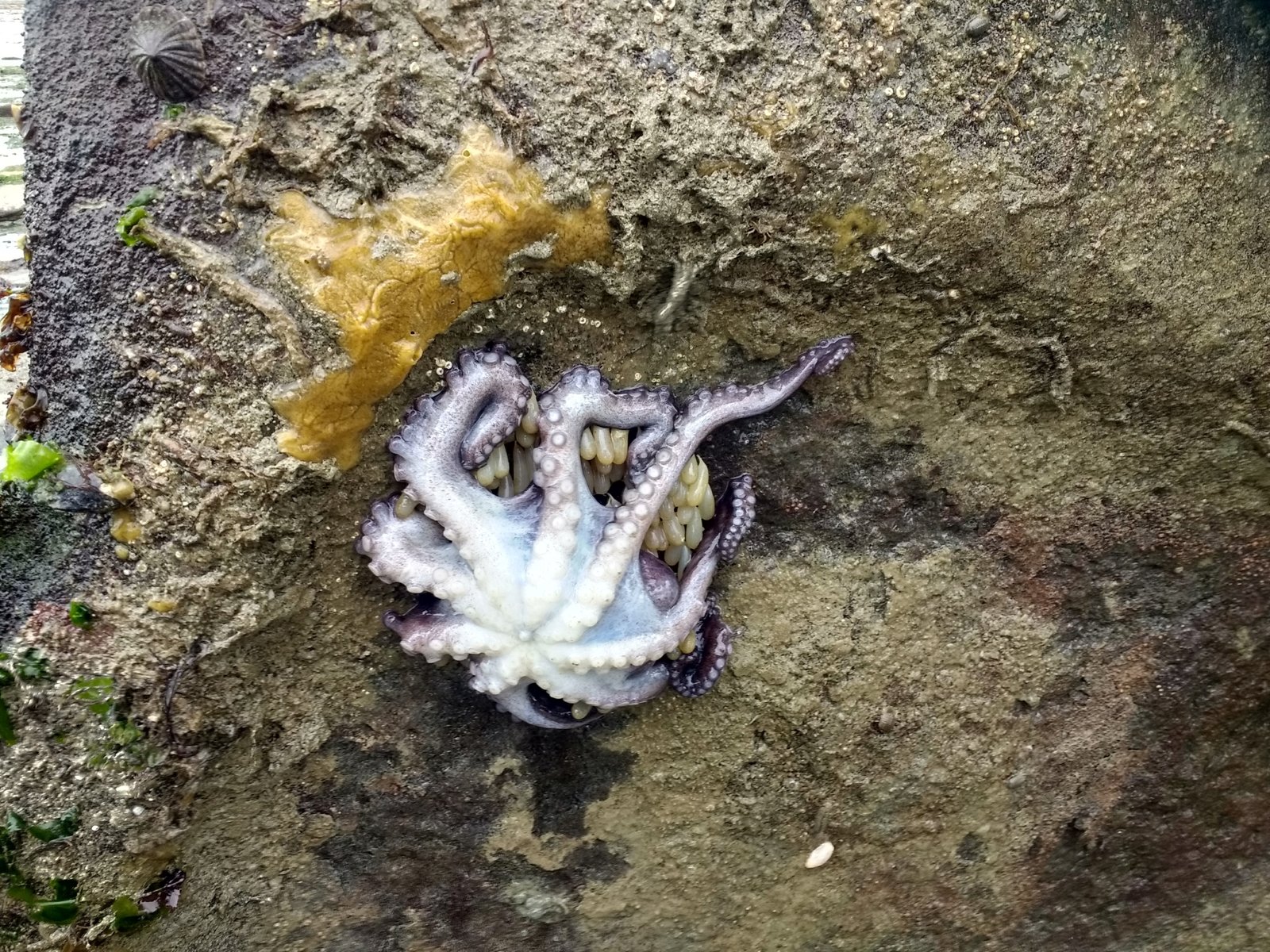 Female Octopuses: A Parallel Sacrifice (image credits: wikimedia)