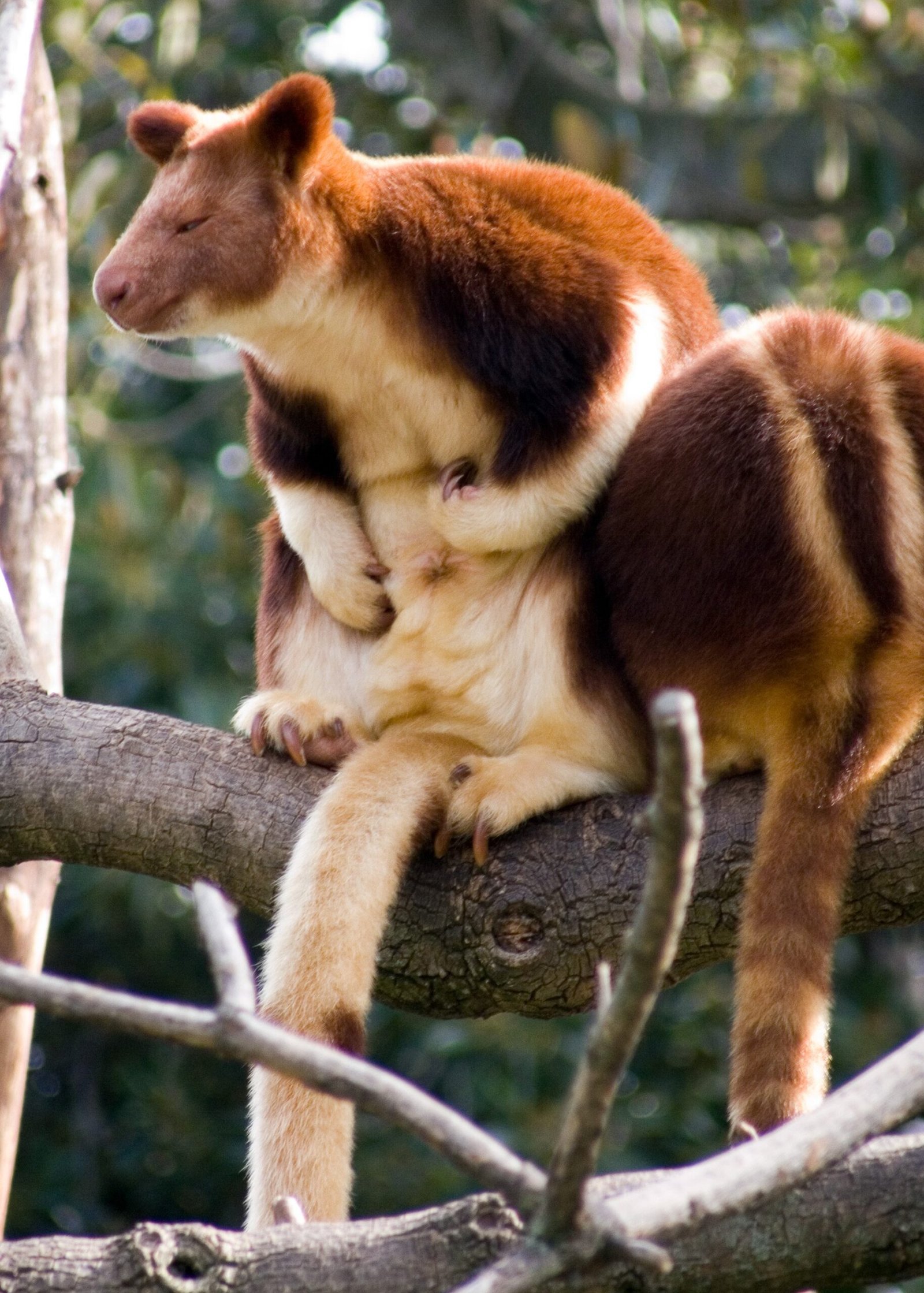 Physical Marvels: Built for Tree Life (image credits: wikimedia)