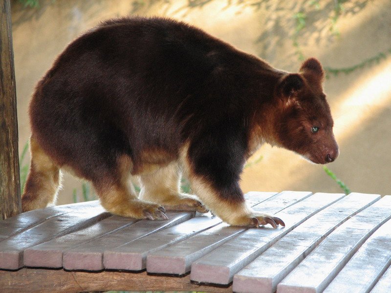Unique Reproduction: Raising Joeys in the Treetops (image credits: wikimedia)