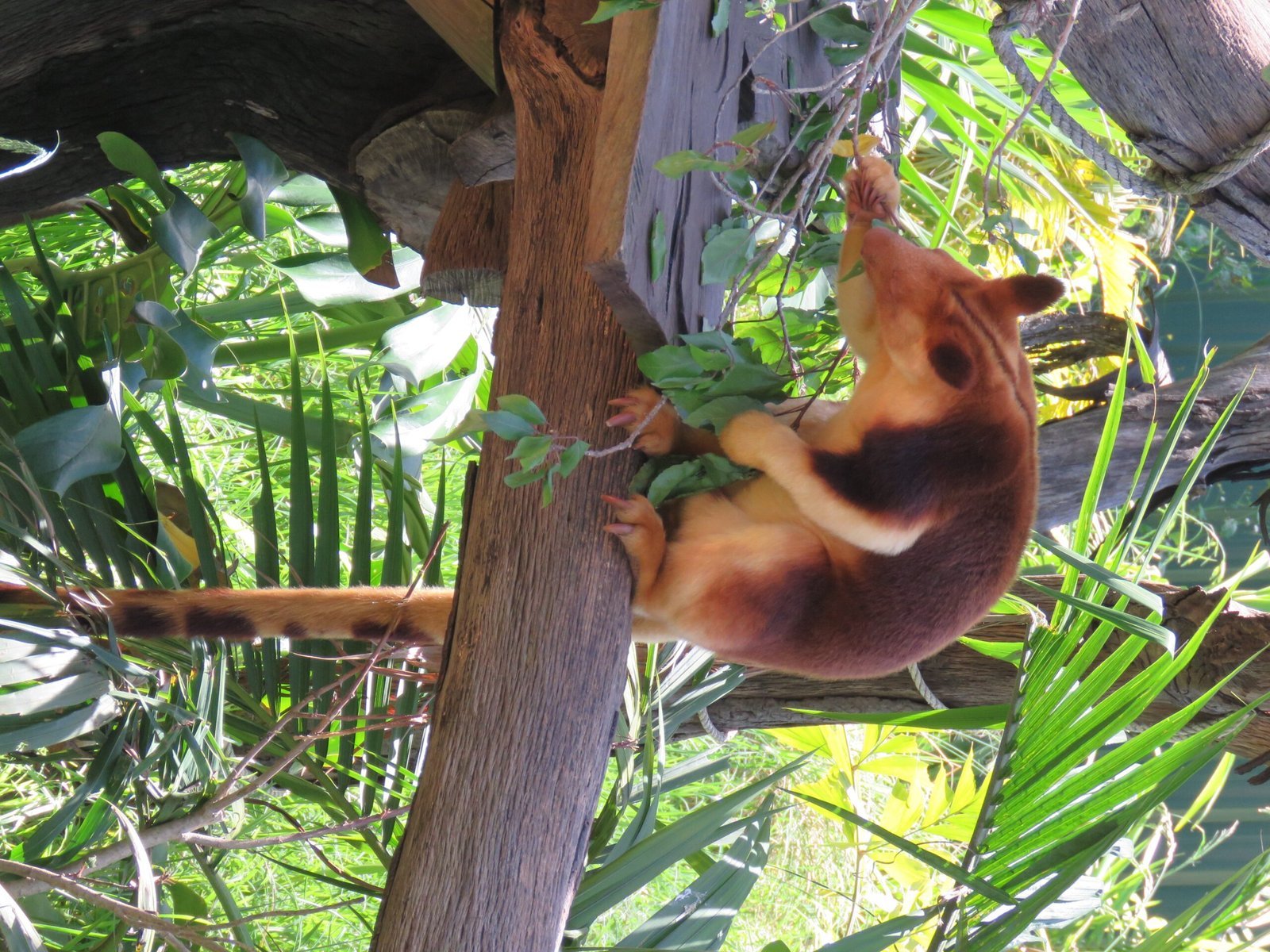 Slow and Steady: The Surprising Pace of Life Above the Ground (image credits: wikimedia)