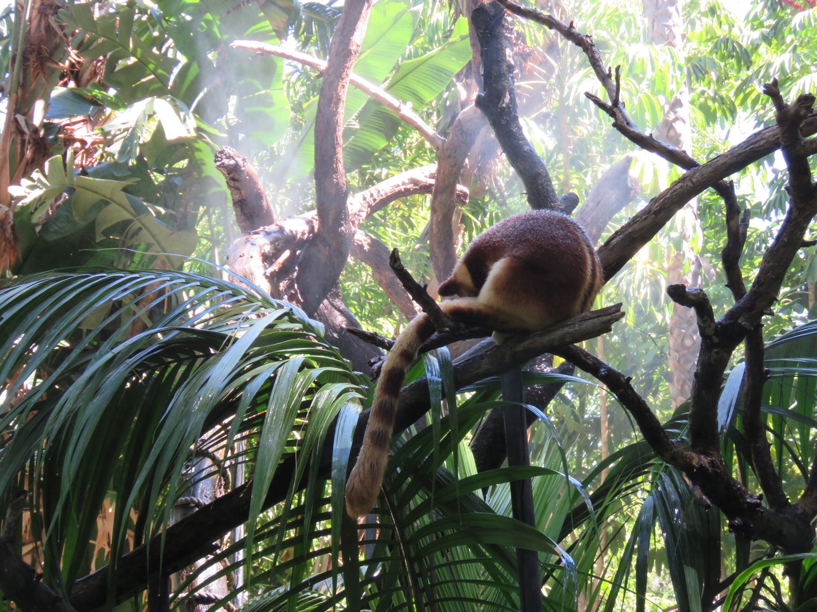 Ecological Importance: More Than Just a Cute Face (image credits: wikimedia)