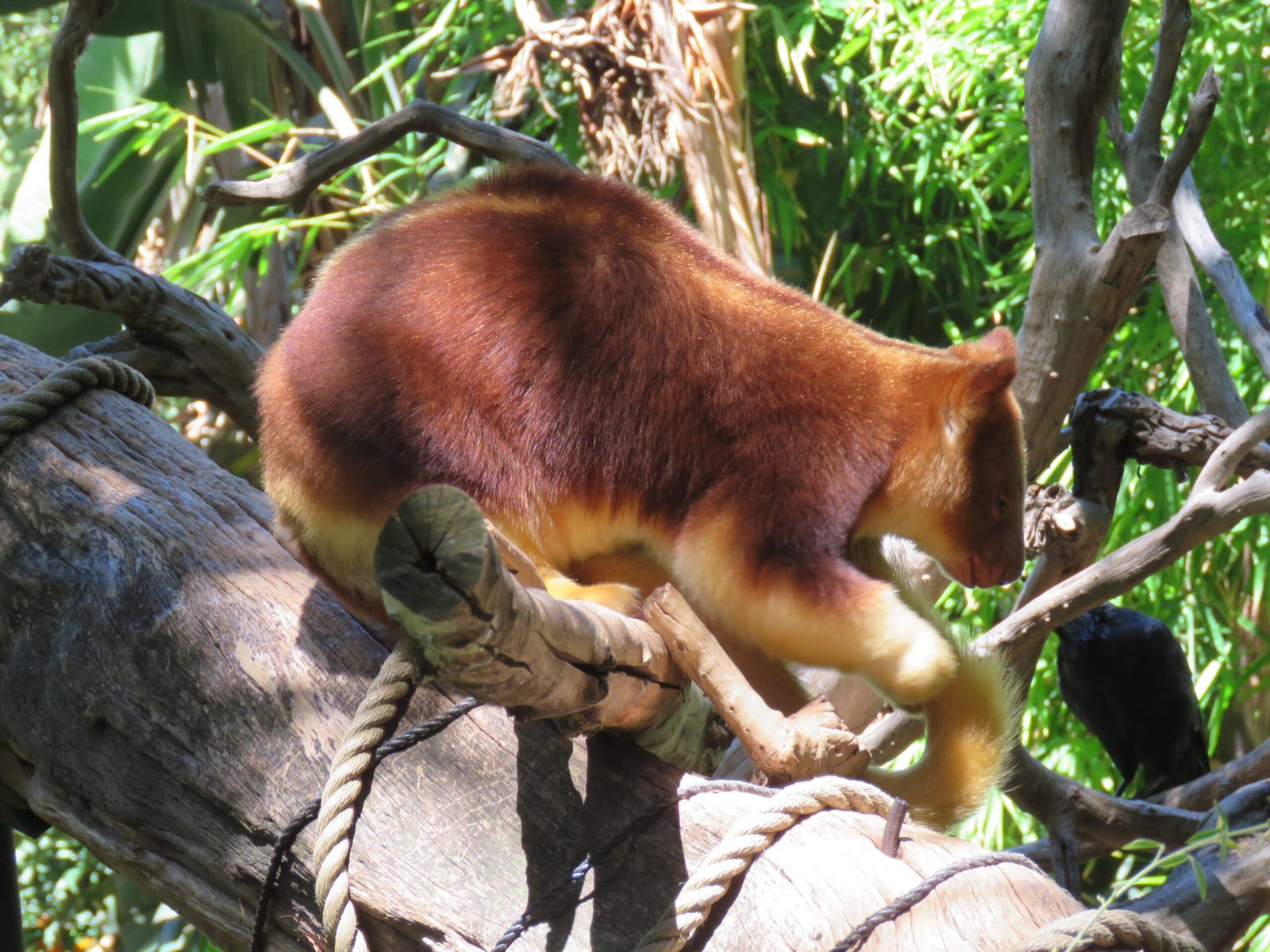 Threats to Survival: A Race Against Time (image credits: wikimedia)