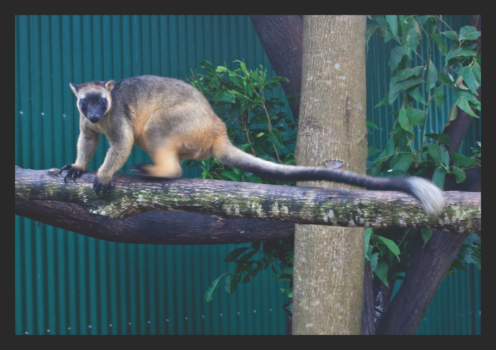 Conservation Efforts: Hope in the Canopy (image credits: wikimedia)