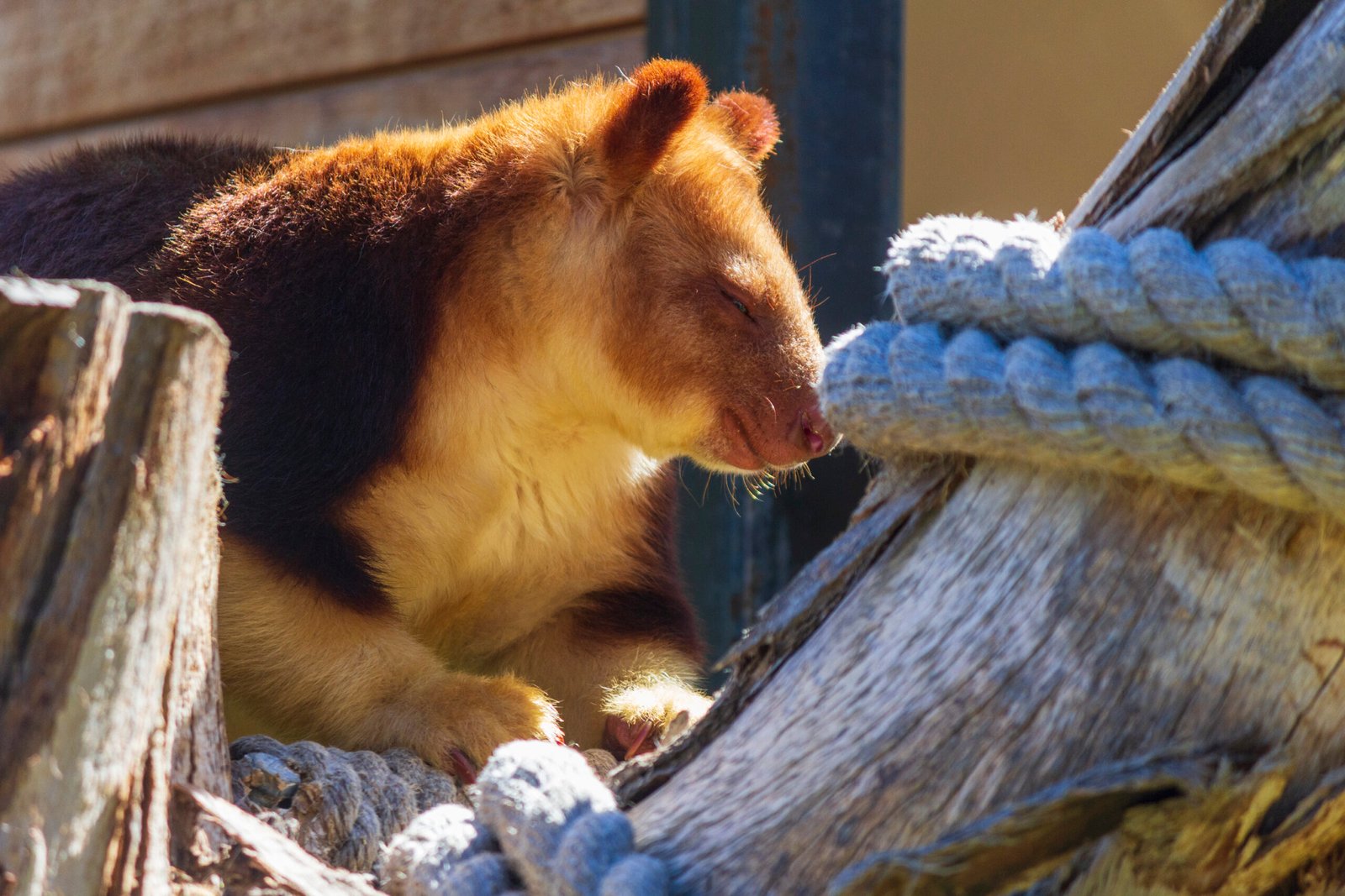 Tree-Kangaroos in Indigenous Culture: Ancient Connections (image credits: wikimedia)