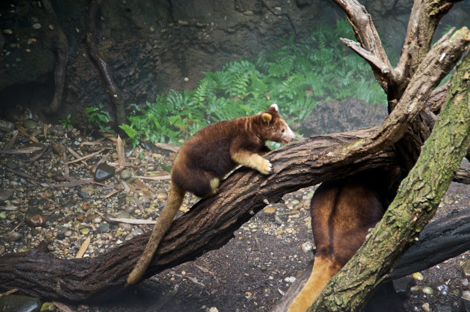 Tree-Kangaroos in Captivity: Ambassadors for the Wild (image credits: wikimedia)