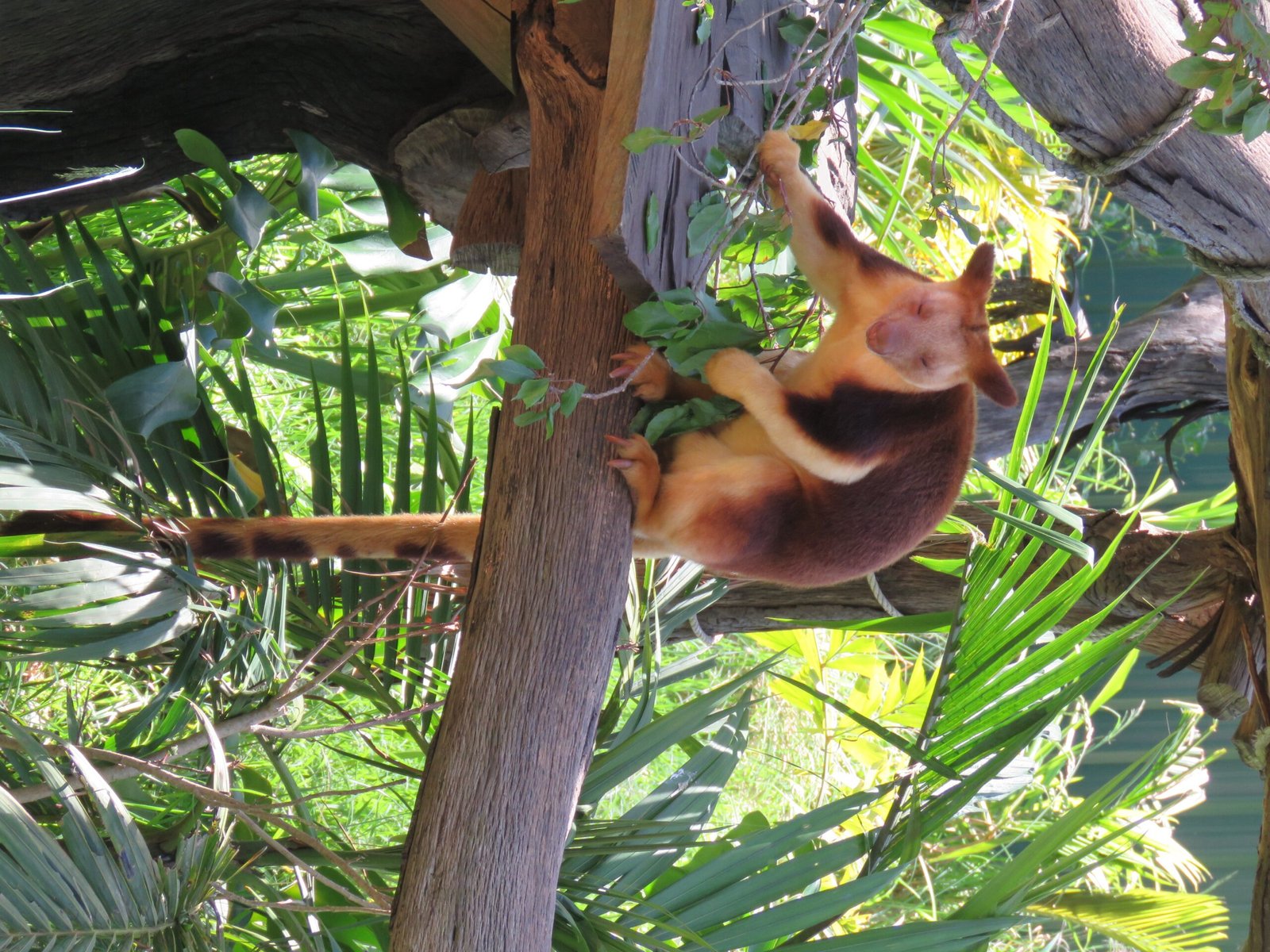 Australia’s Tree-Kangaroo: A Gravity-Defying Marsupial That Shouldn’t Exist, But Does