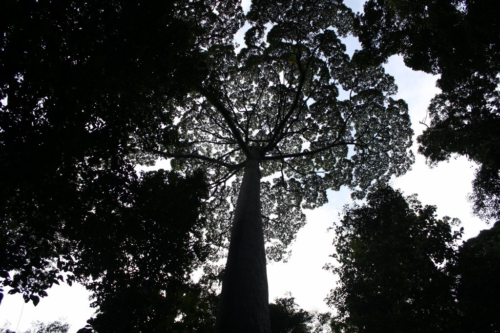 The Future of Rainforest Titans: Hope and Uncertainty (image credits: wikimedia)