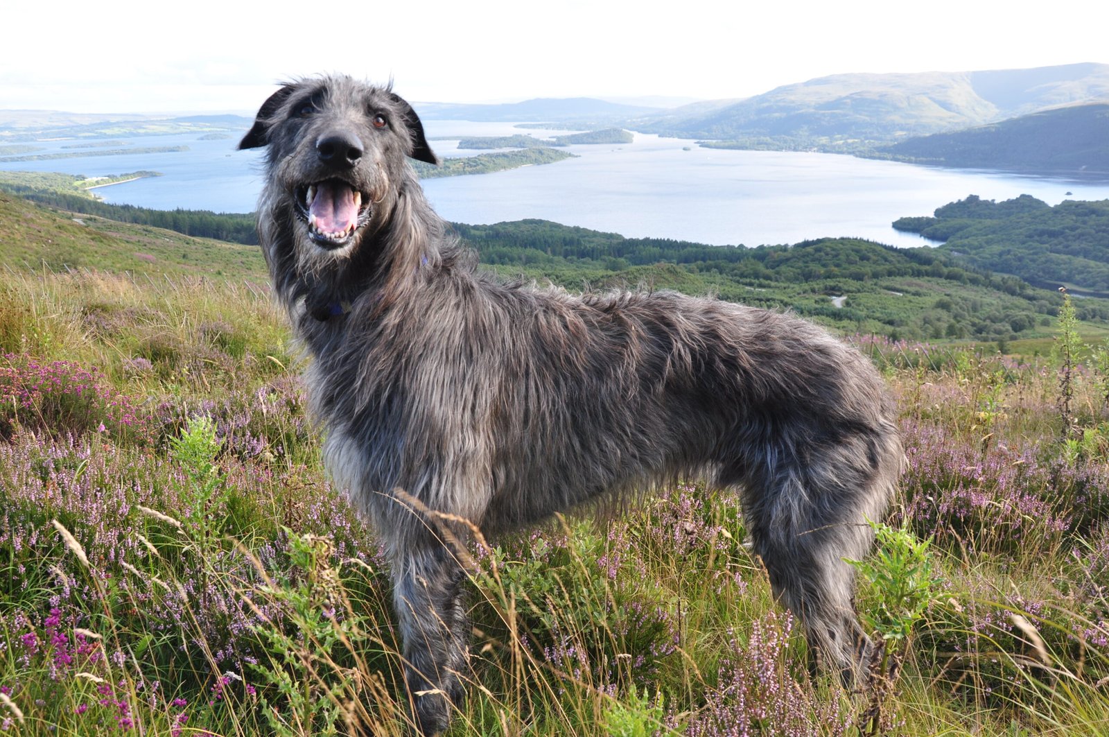 Early Attempts at Predicting Animal Behavior (image credits: wikimedia)