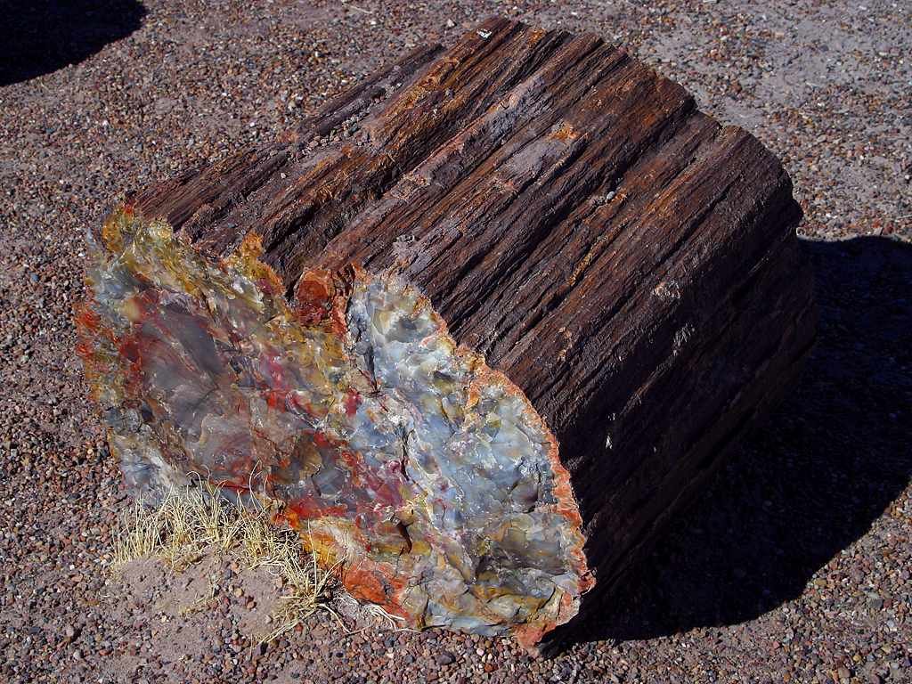 Fossilization: Nature’s Time Capsule (image credits: wikimedia)