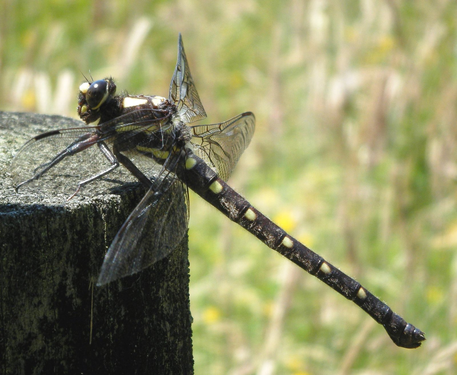 Ancient Ecosystems: More Than Just Trees (image credits: wikimedia)