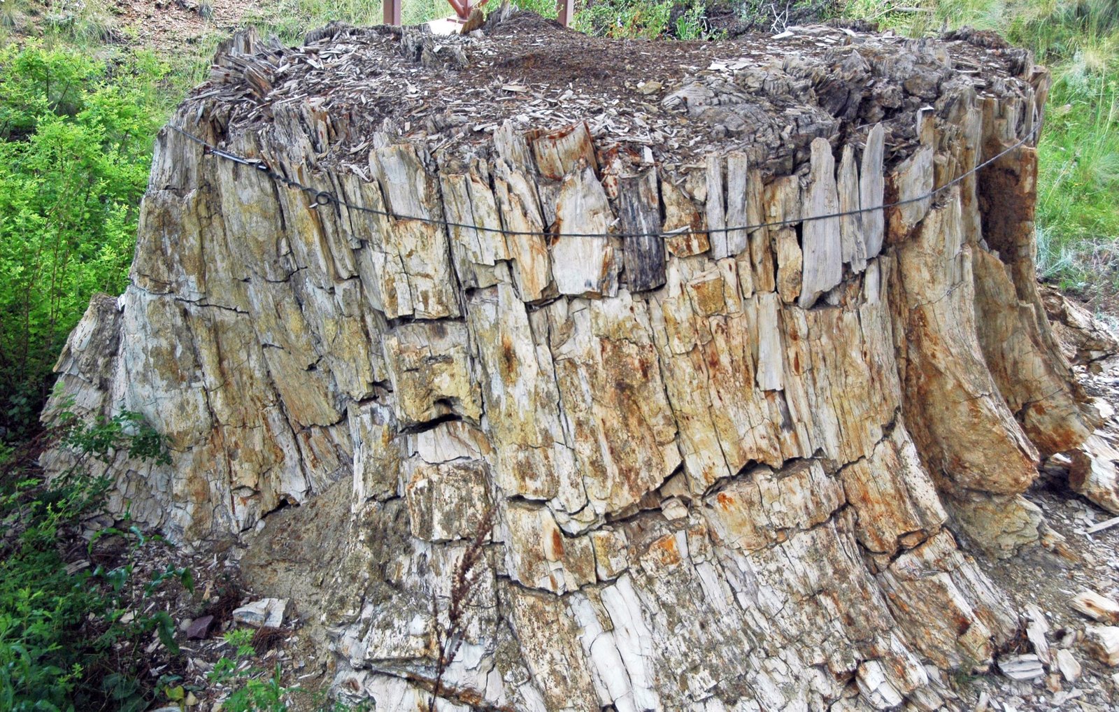 How the Forests Disappeared (image credits: wikimedia)