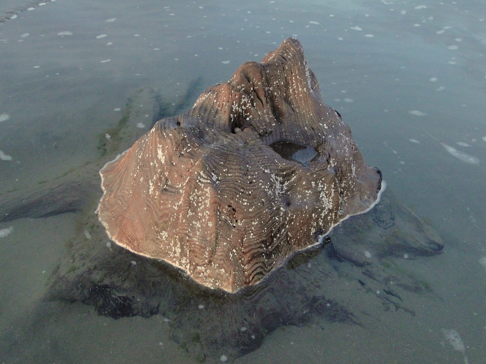 Modern-Day Discoveries on Welsh Shores (image credits: wikimedia)