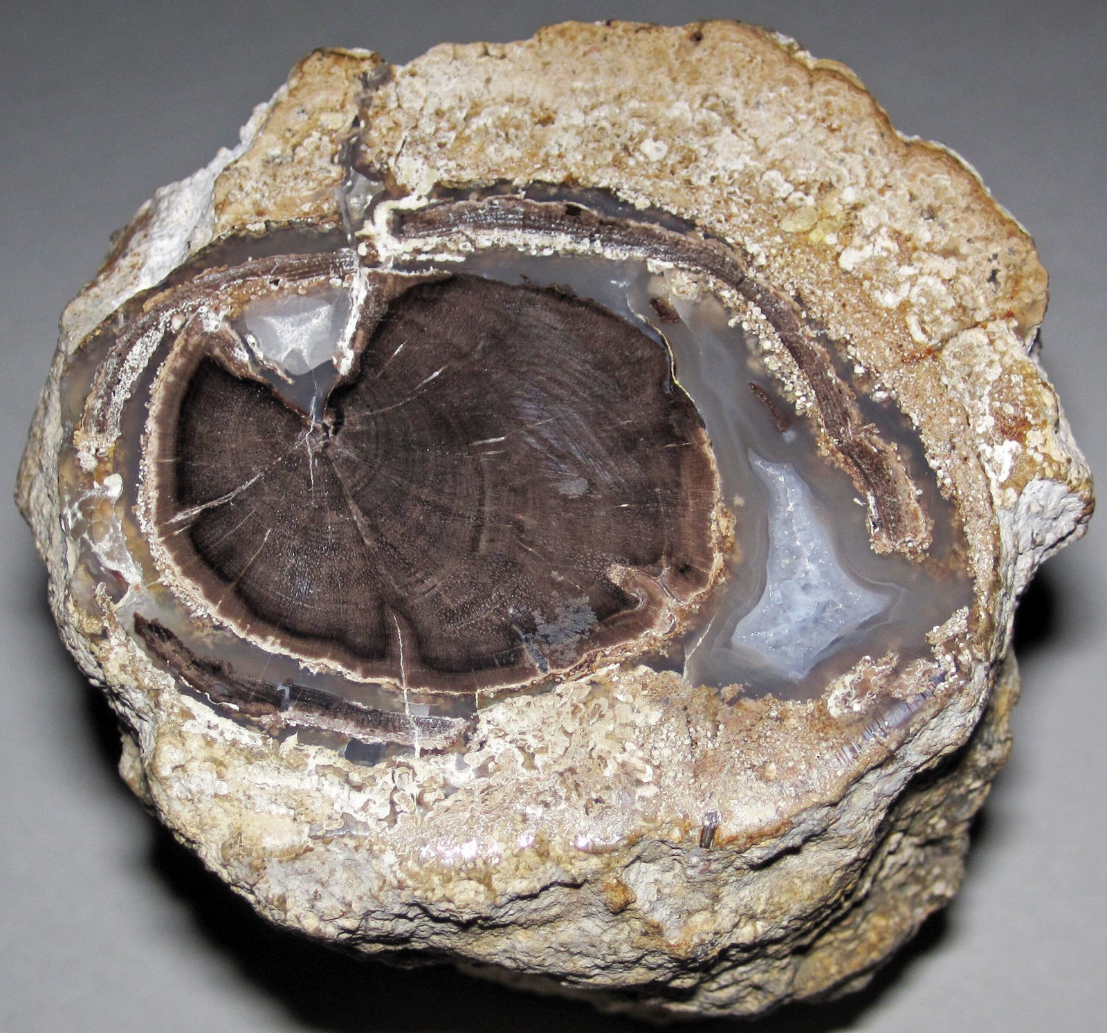 The Emotional Impact of Encountering Ancient Roots (image credits: wikimedia)