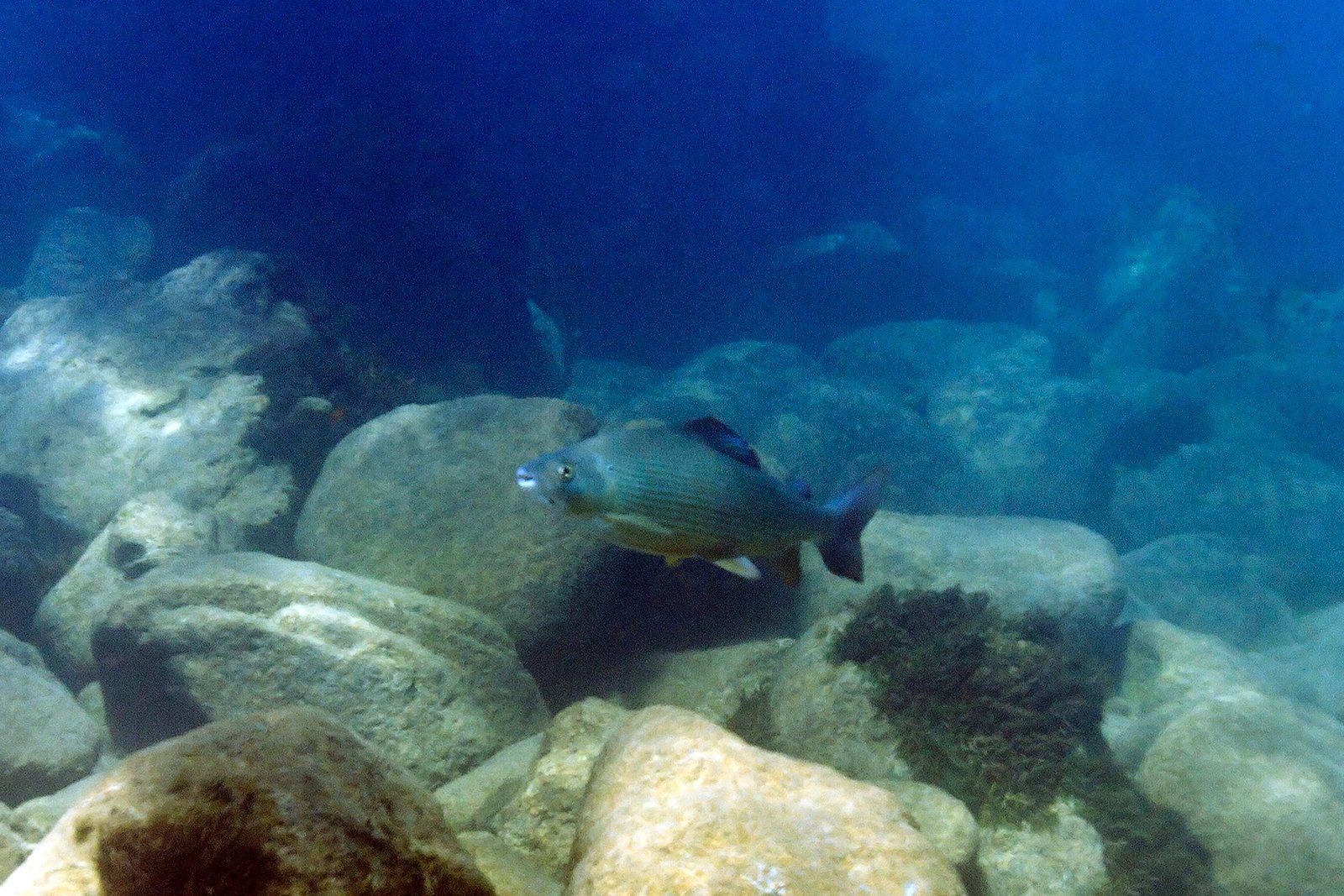 Unexplored Biodiversity Hotspots (image credits: wikimedia)