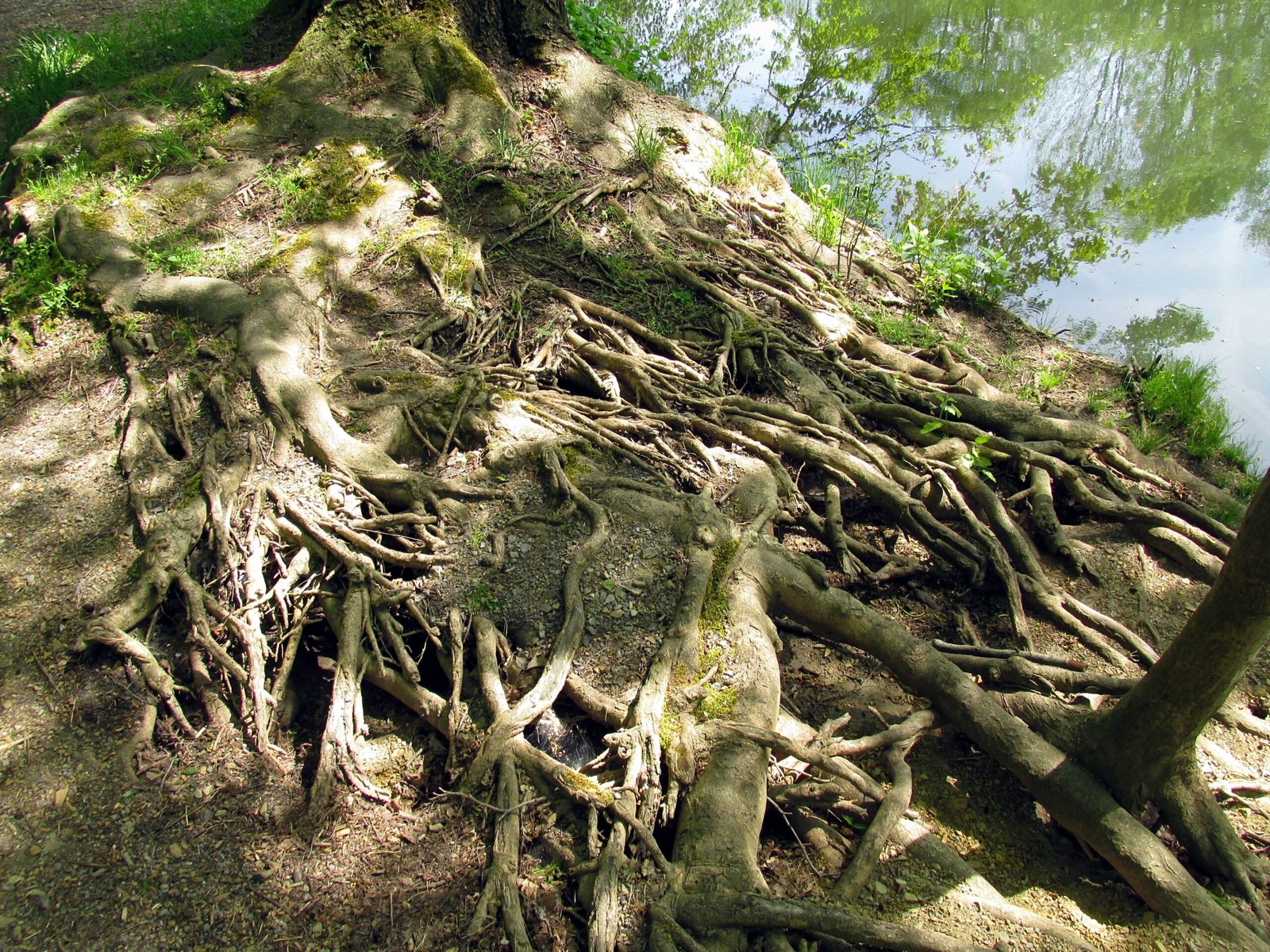 Roots That Reach Beyond Soil (image credits: wikimedia)