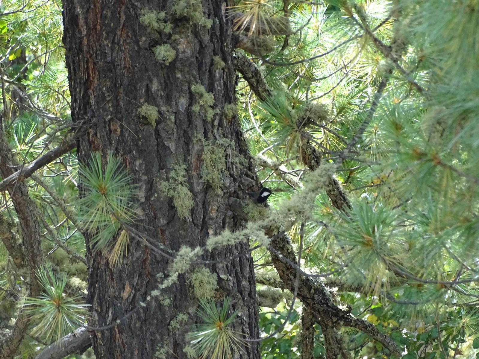 The Secret Network: Mycorrhizal Fungi (image credits: wikimedia)