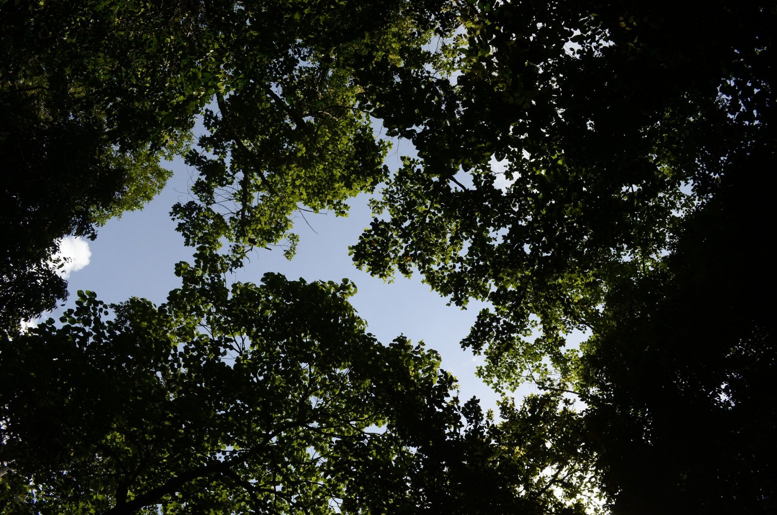 Chemical Conversations in the Canopy (image credits: wikimedia)