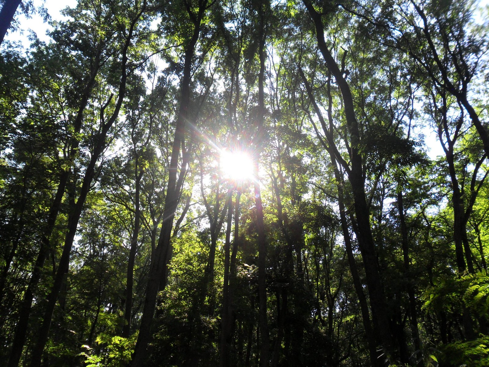 Allies and Rivals: The Social Lives of Trees (image credits: wikimedia)