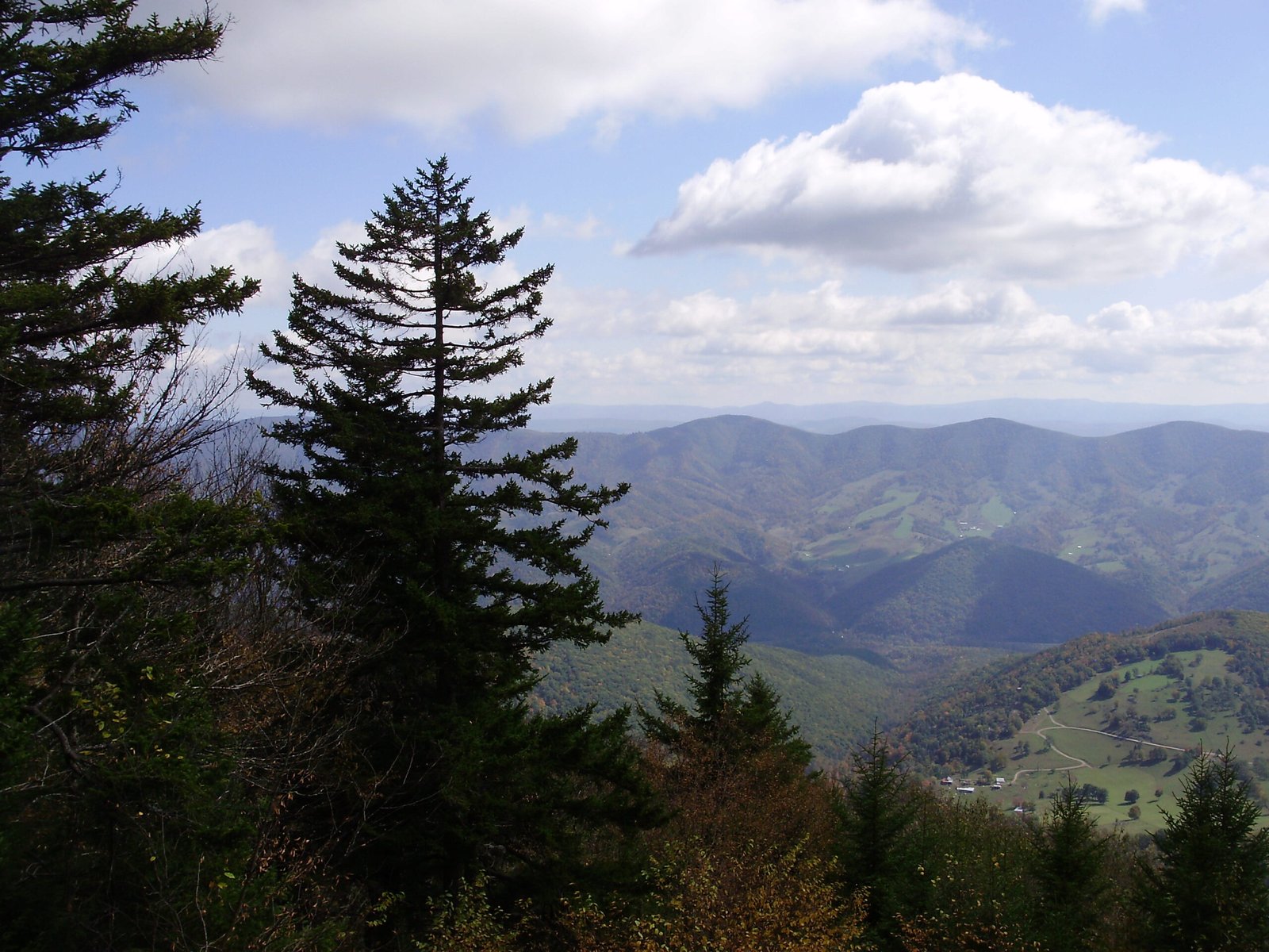 What We Can Learn from the Talking Trees (image credits: wikimedia)