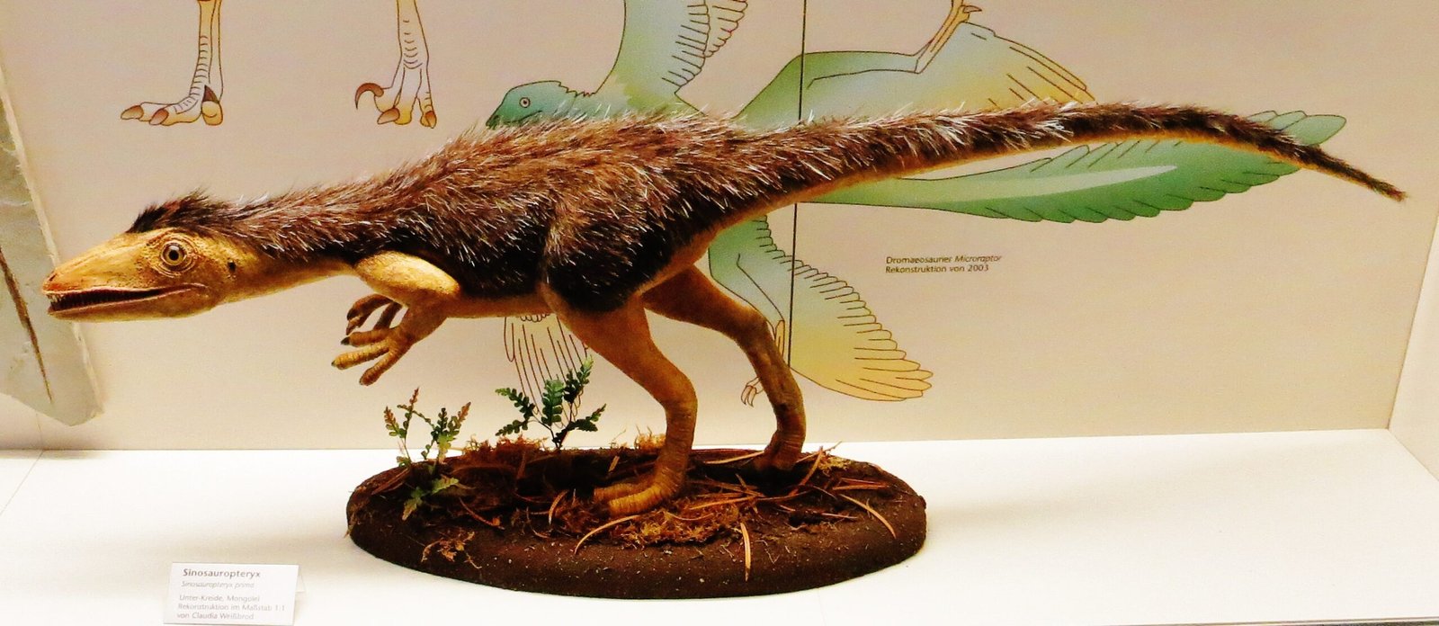 Sinosauropteryx: The First Feathered Dinosaur (image credits: wikimedia)