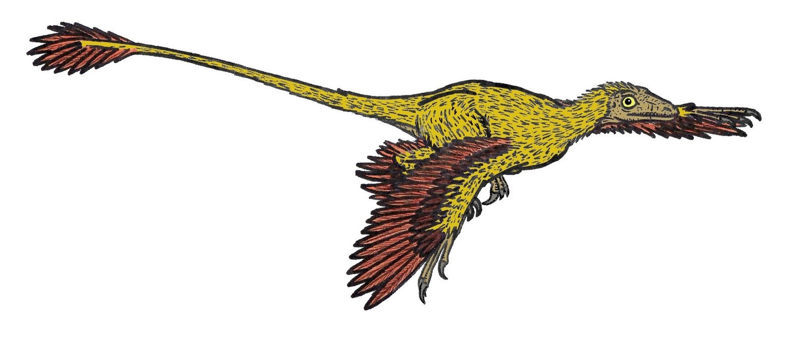 Microraptor: The Four-Winged Marvel (image credits: wikimedia)