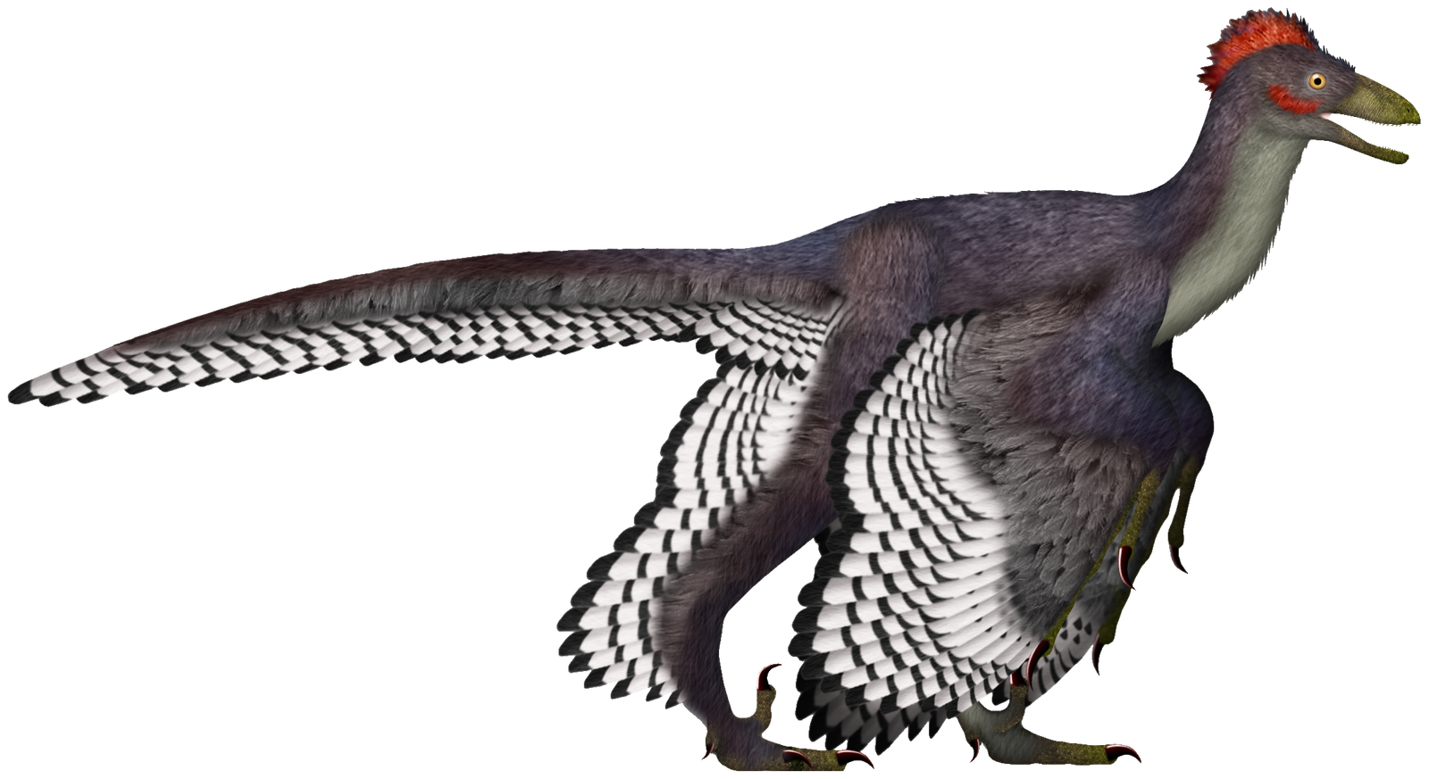 Anchiornis: The Colorful Messenger (image credits: wikimedia)