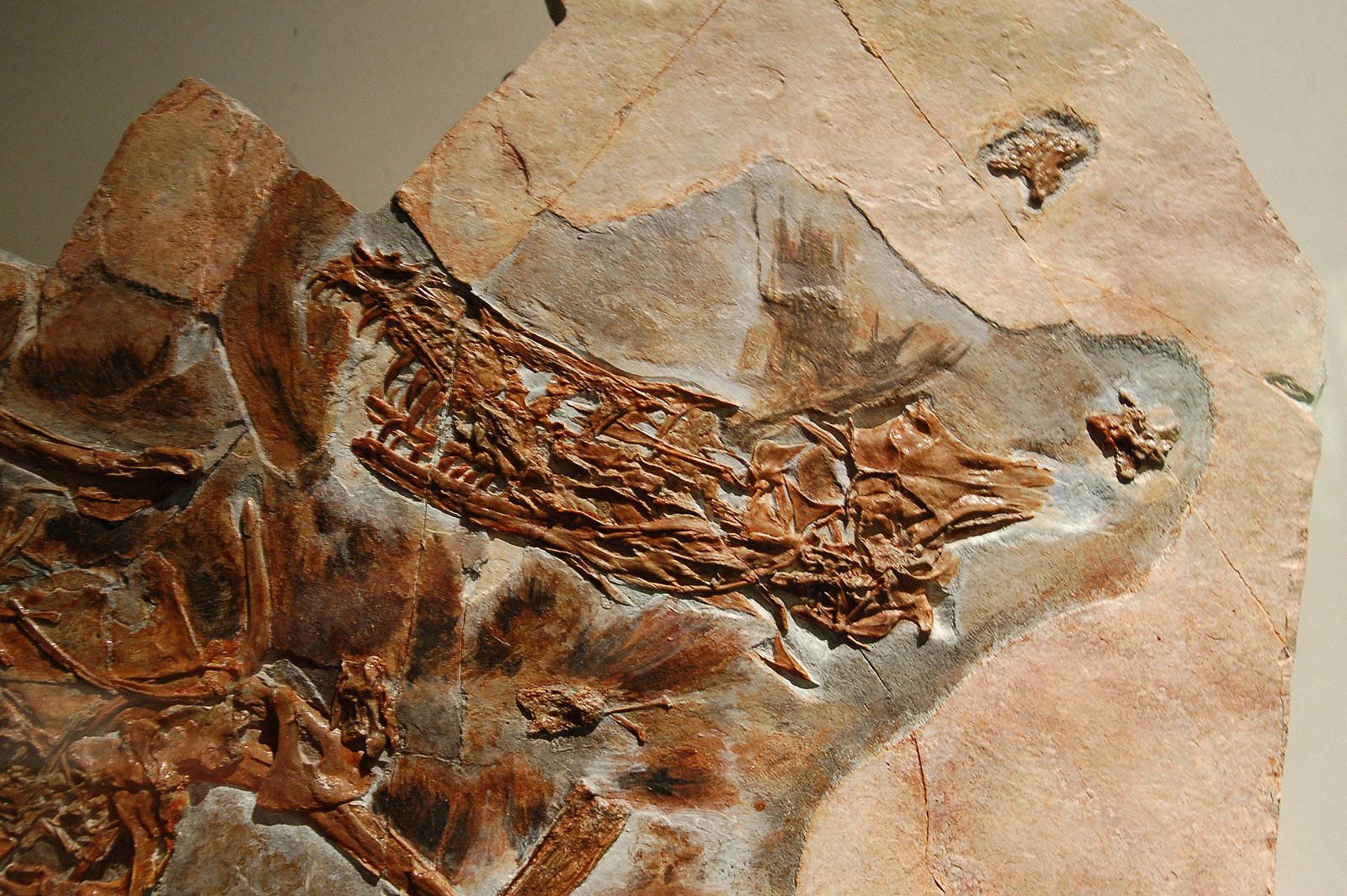Sinornithosaurus: The Venomous Raptor? (image credits: wikimedia)