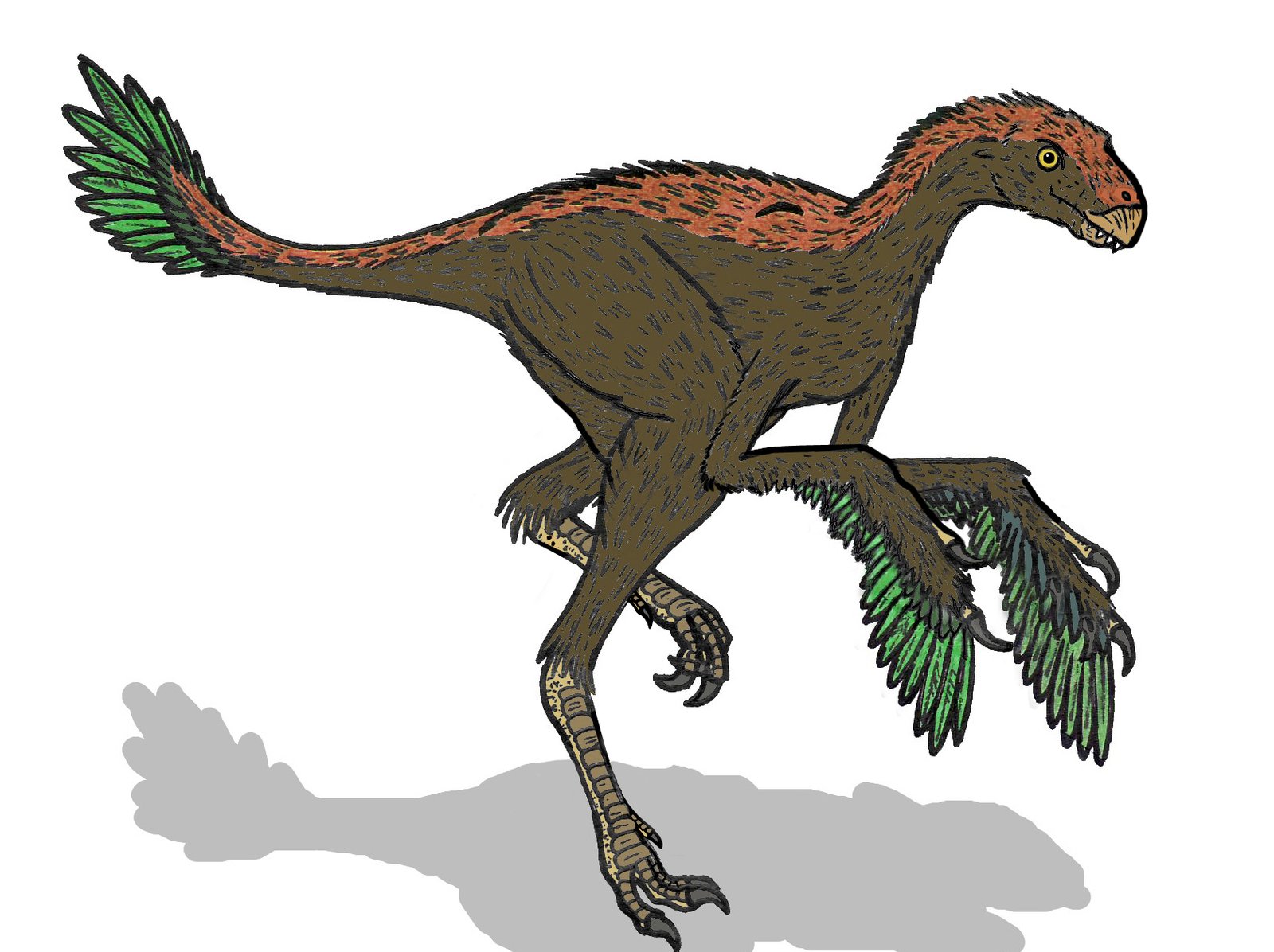 Protarchaeopteryx: Flightless, But Feathered (image credits: wikimedia)