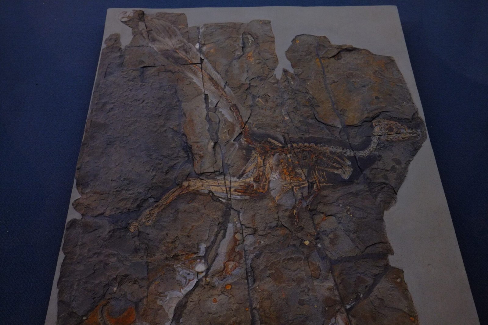 Jinfengopteryx: The Tiny Glider (image credits: wikimedia)