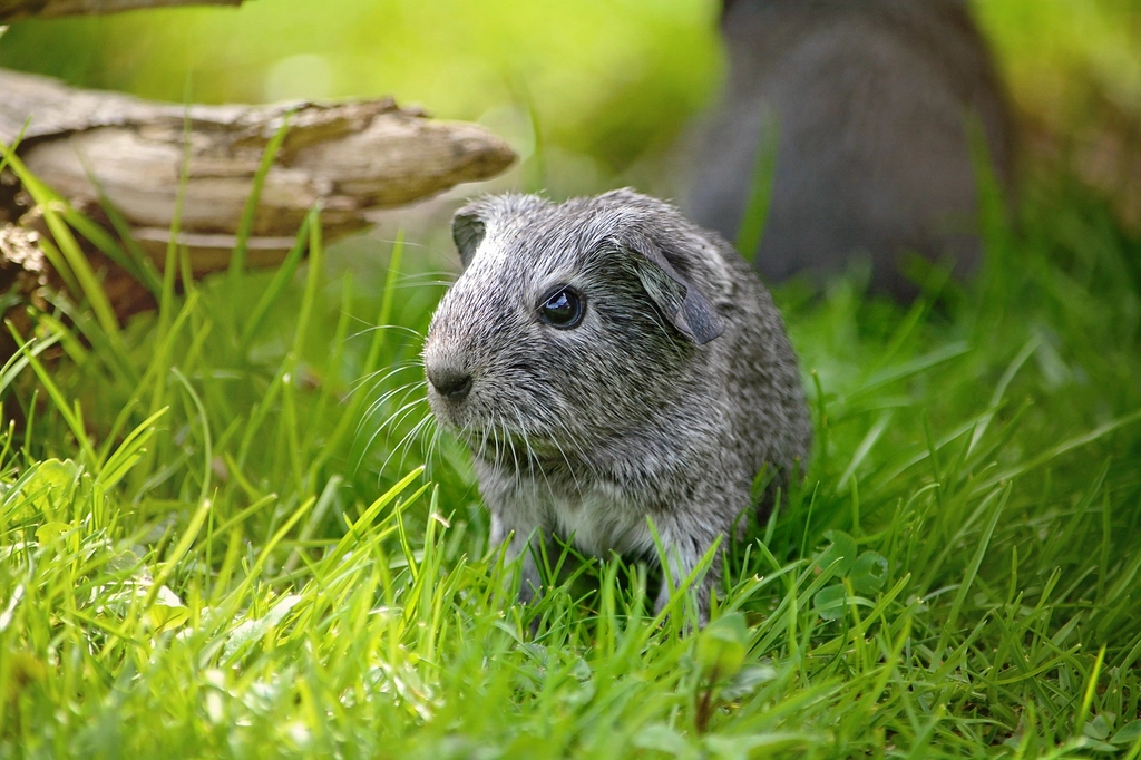 Hissing: Pure Displeasure (image credits: rawpixel)