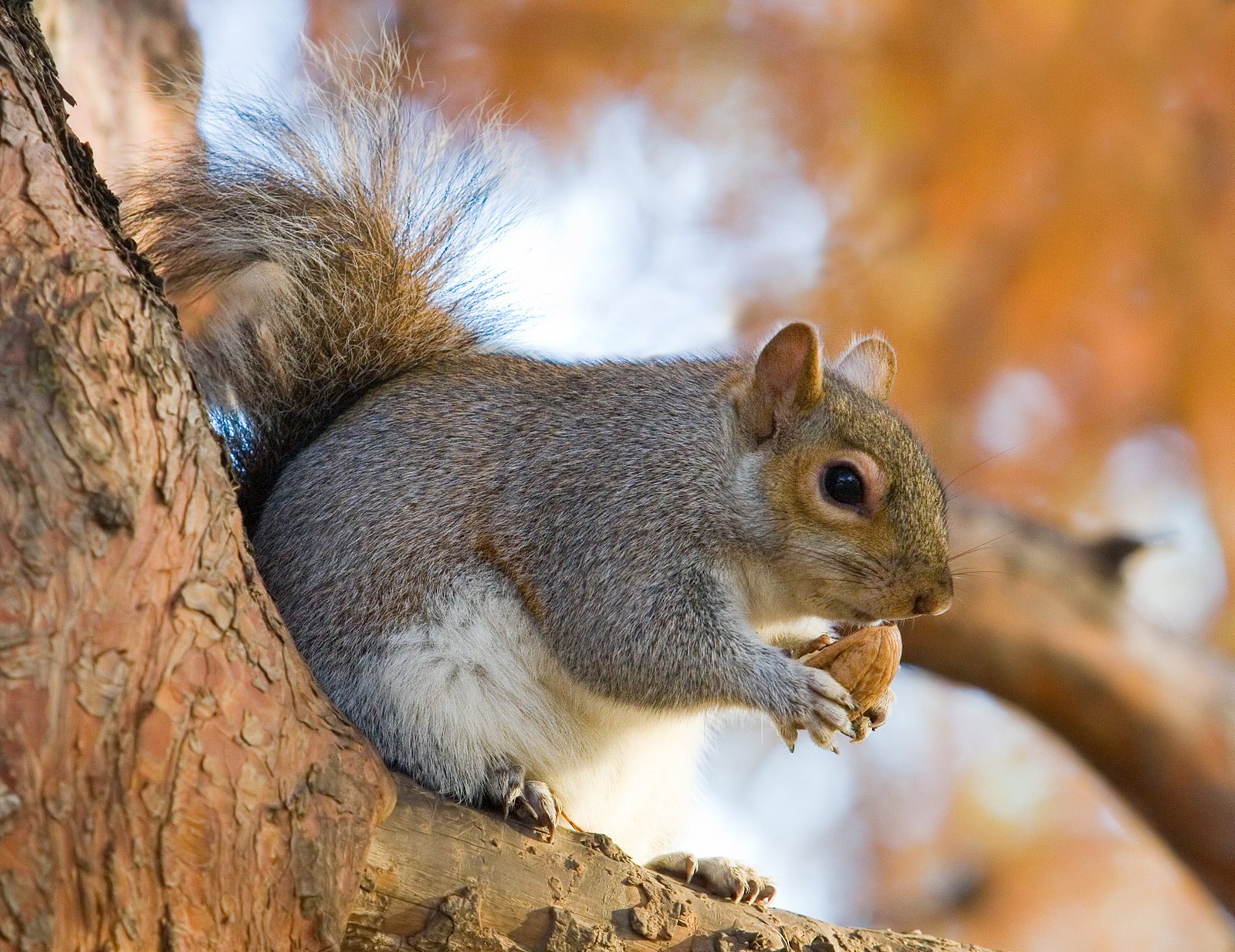 Grey Squirrels: The Relentless Invader (image credits: wikimedia)