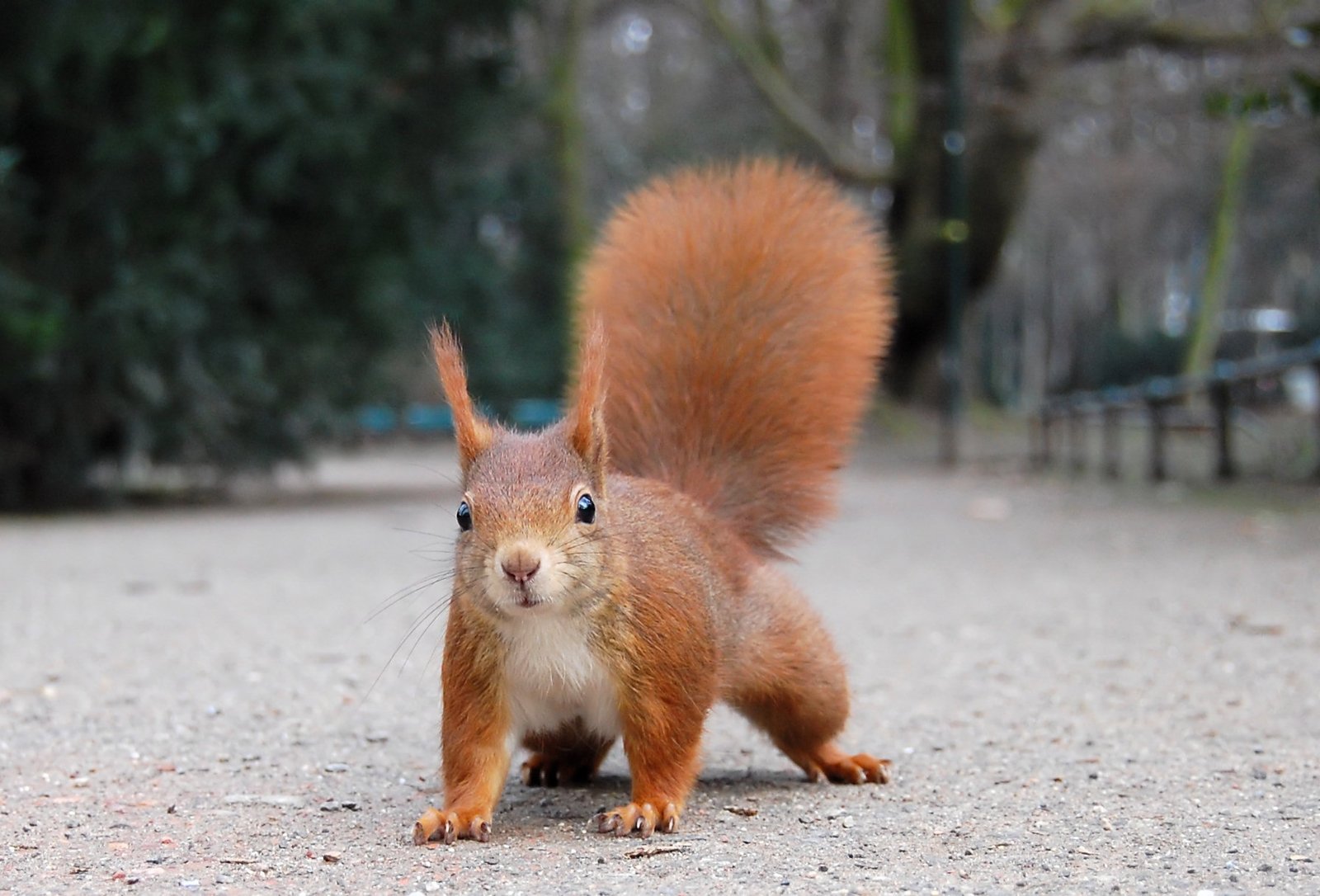 Genetic Diversity: The Hidden Risk (image credits: wikimedia)